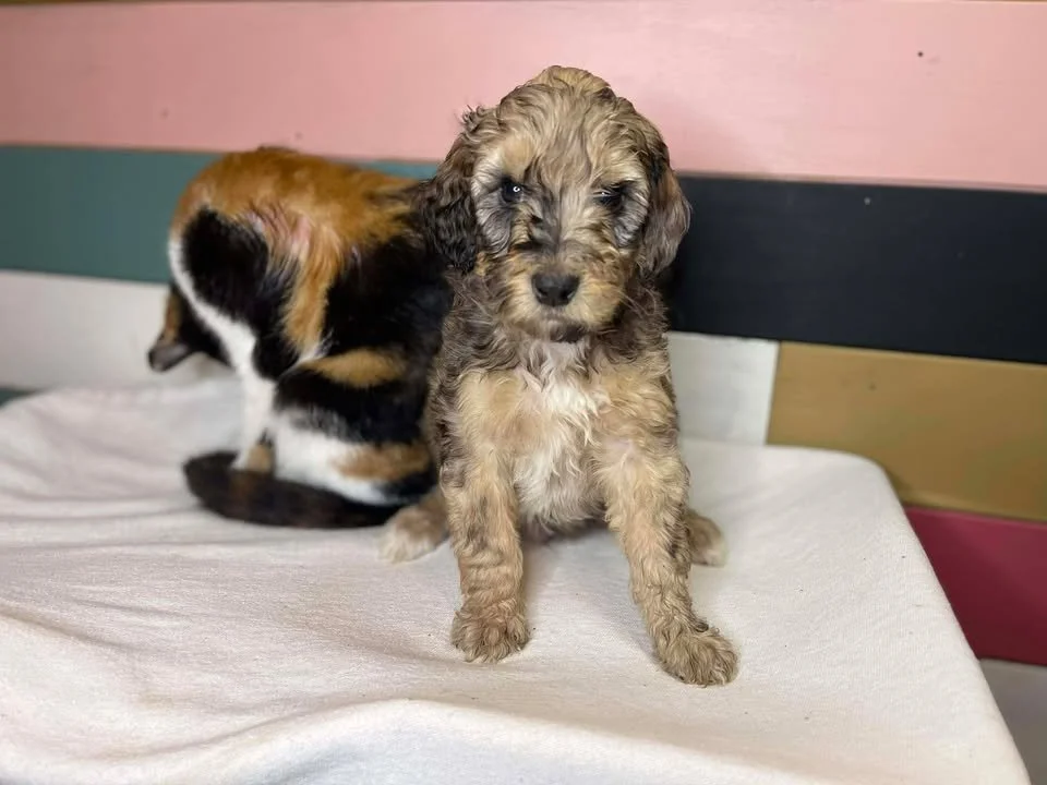 
Cowboy~Sable~Sold~$1,985