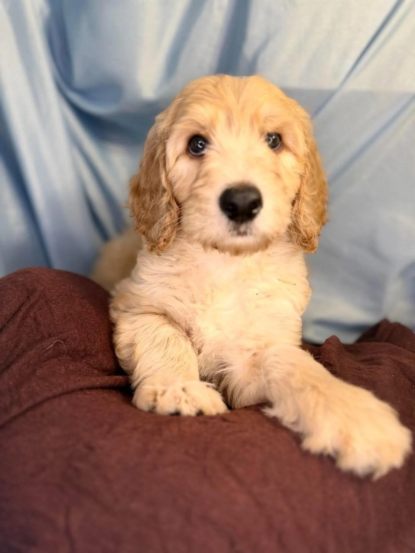 Cream 'Puff' -Available Male