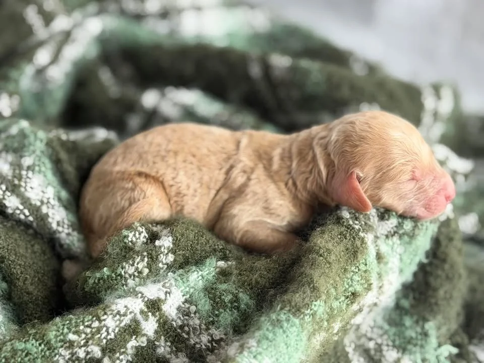 WALTZ/MALE/$2,200/RESERVED