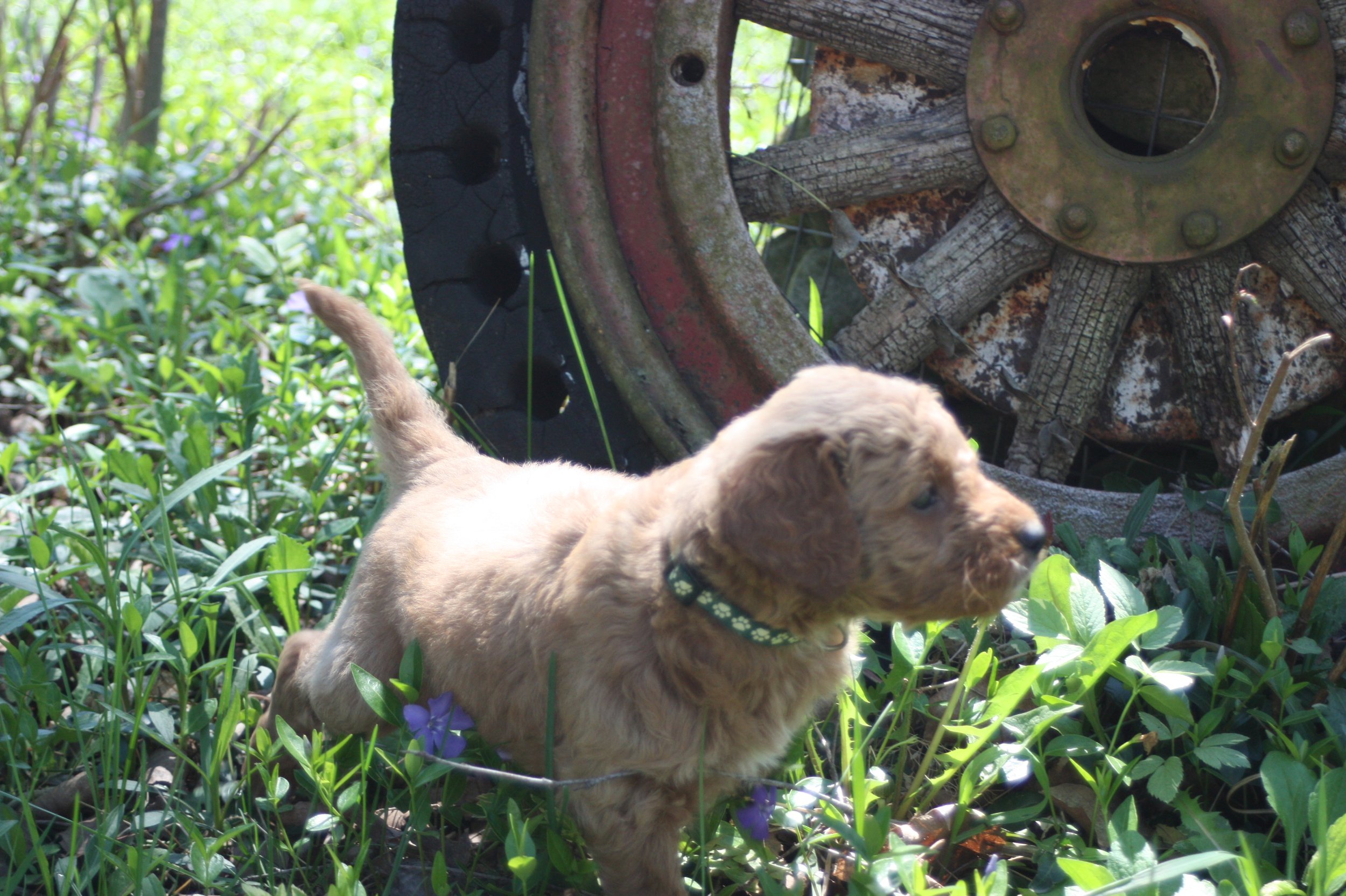 SALSA/MALE/$2,200/Available