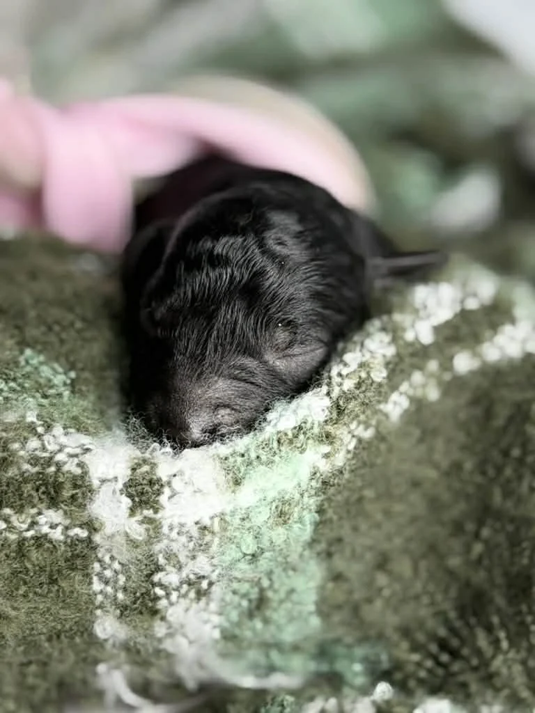 JAZZ/FEMALE/$1,800/Available