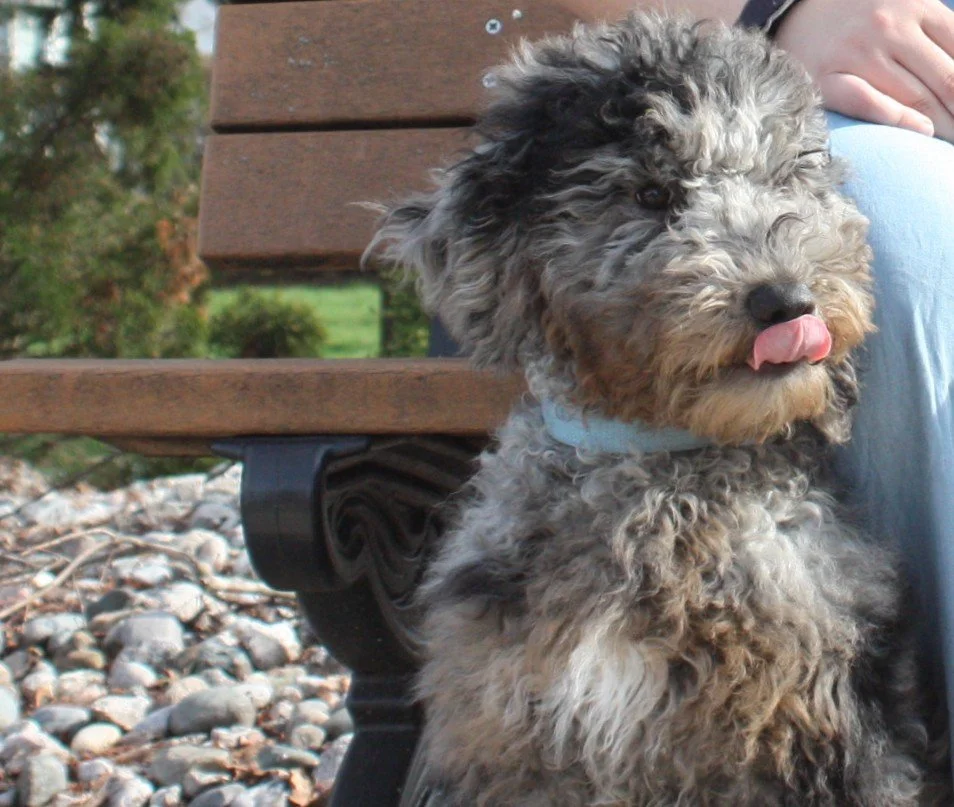 Dasher~Tri-merle~Available~$2,500