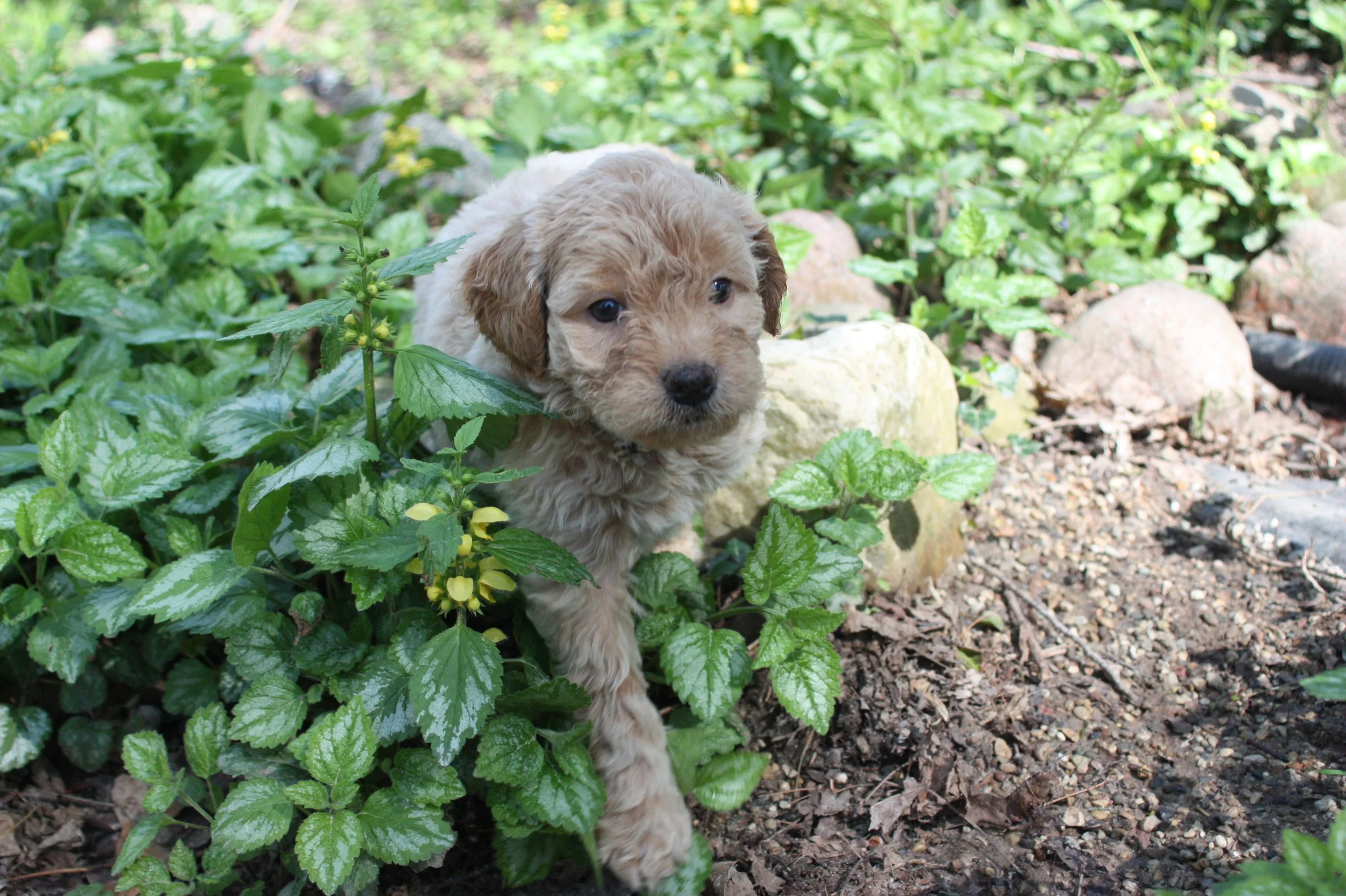 MYSTIC/FEMALE/$2,600