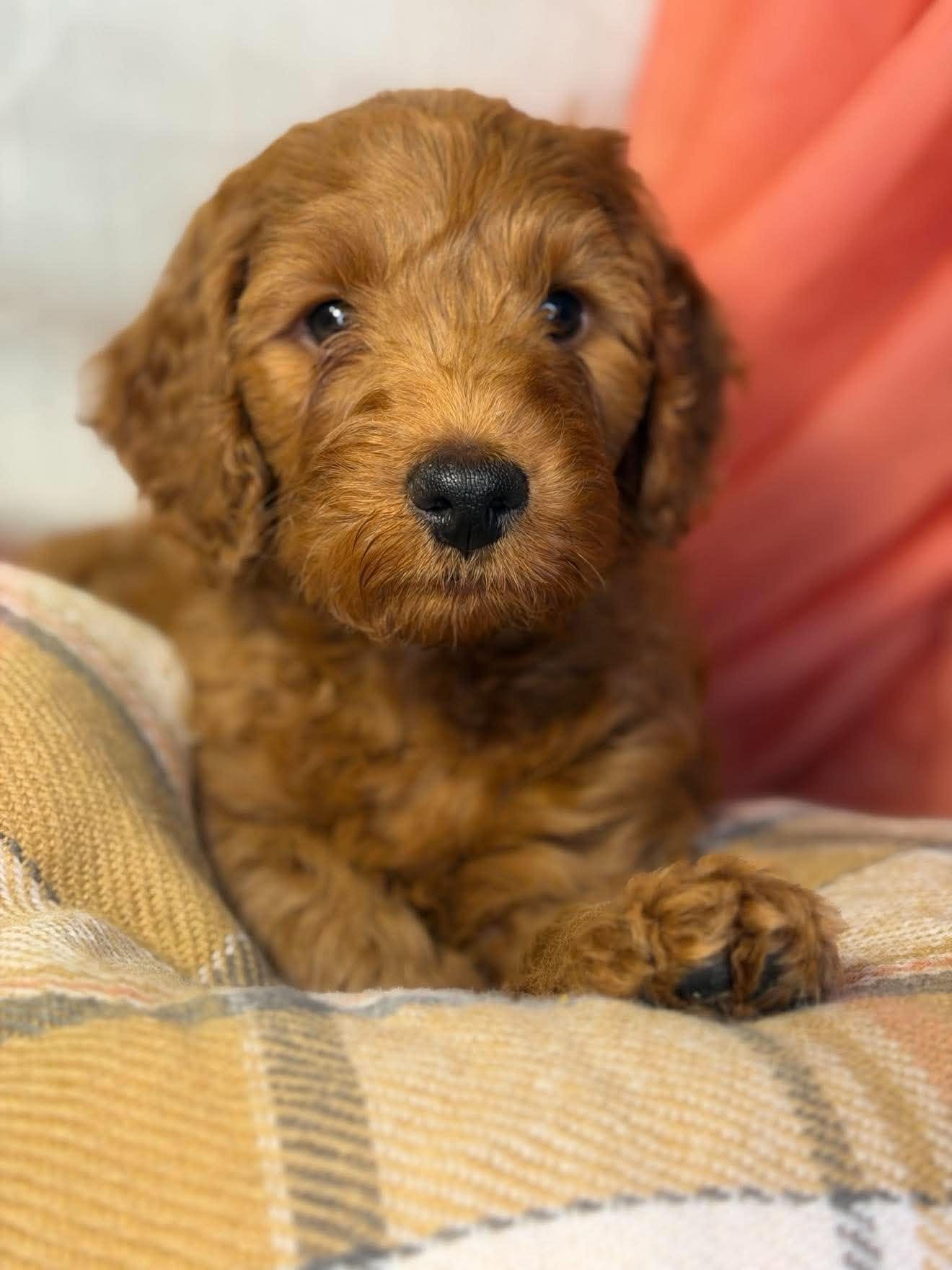 muffin.jpg