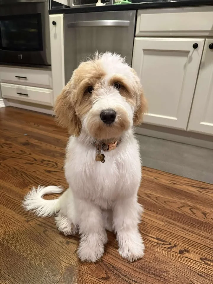 565993225_1499106054623351_3213510807576184595_n (2).jpg