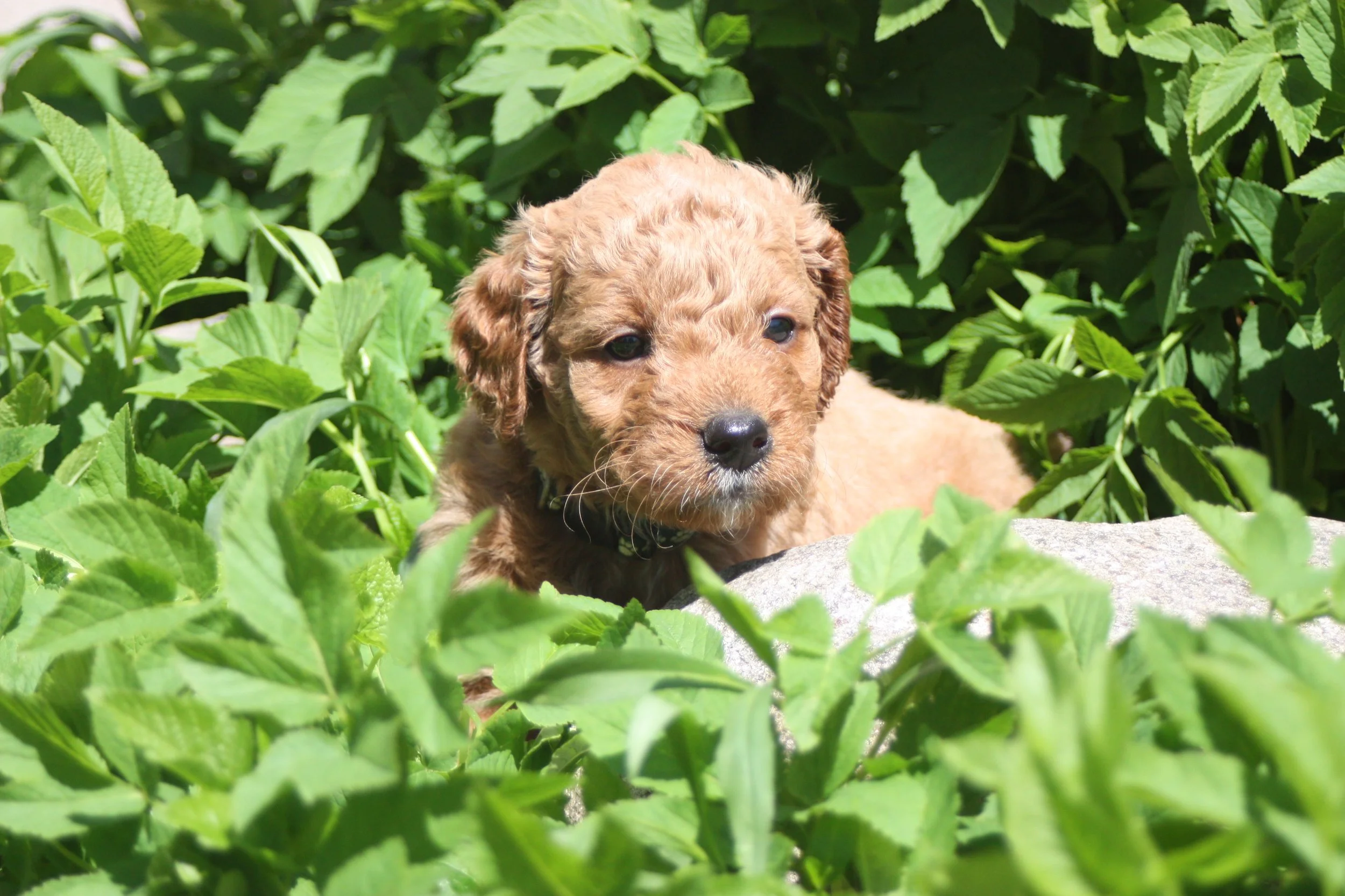 SALSA/MALE/$2,200/Available