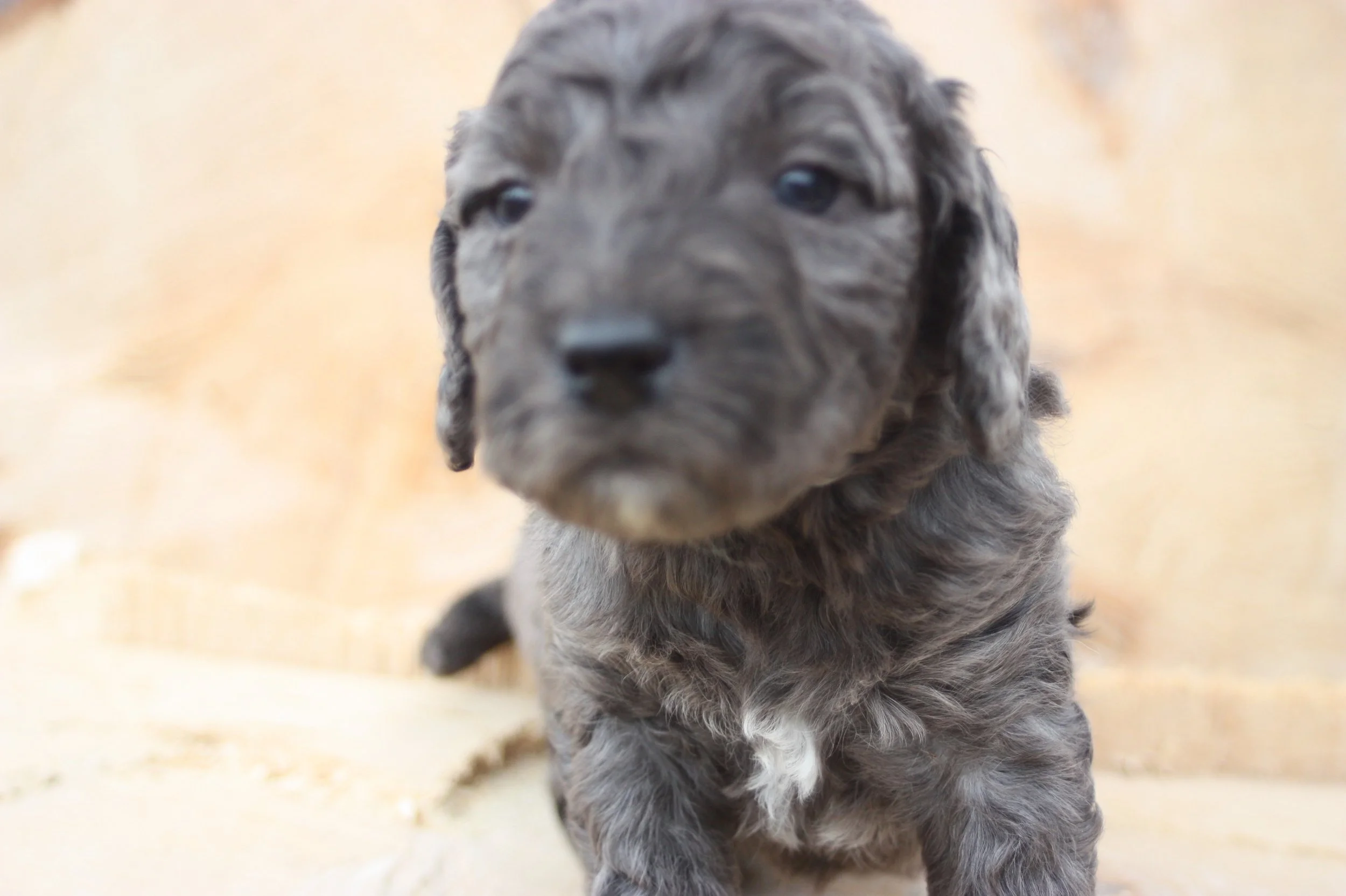 MACK/MALE/$2,400/RESERVED