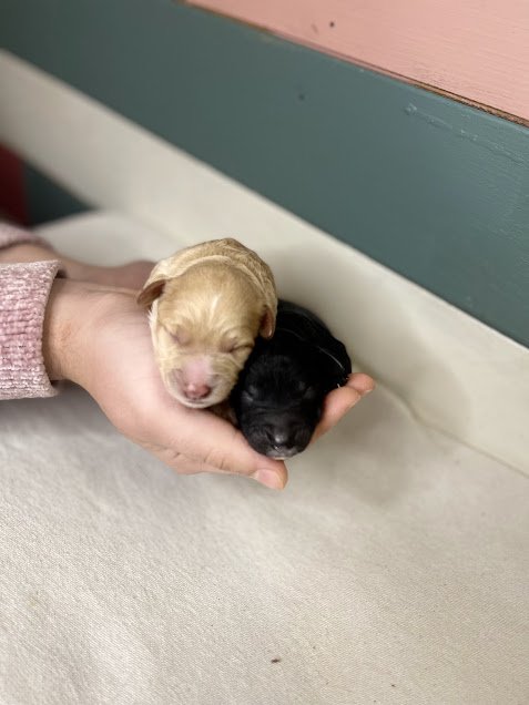 Bubbles~Female~Reserved~$2,400