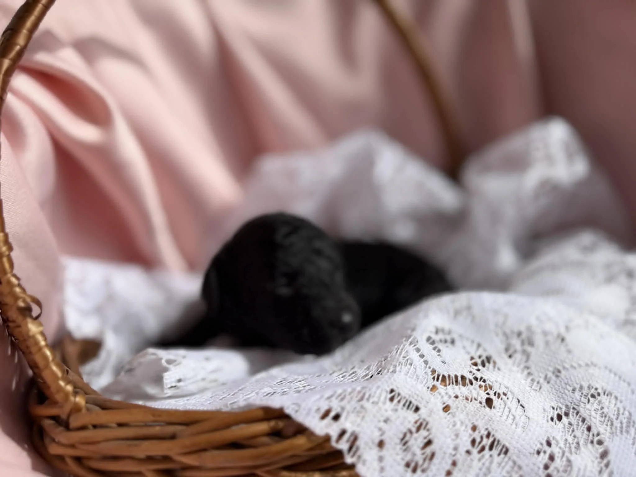 JAZZ/FEMALE/$1,800/Available