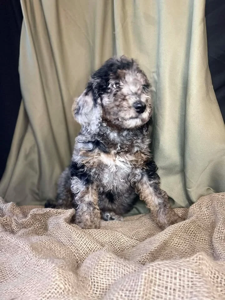 A cute, fluffy, gray and black puppy sitting on a textured beige fabric with a beige curtain in the background.