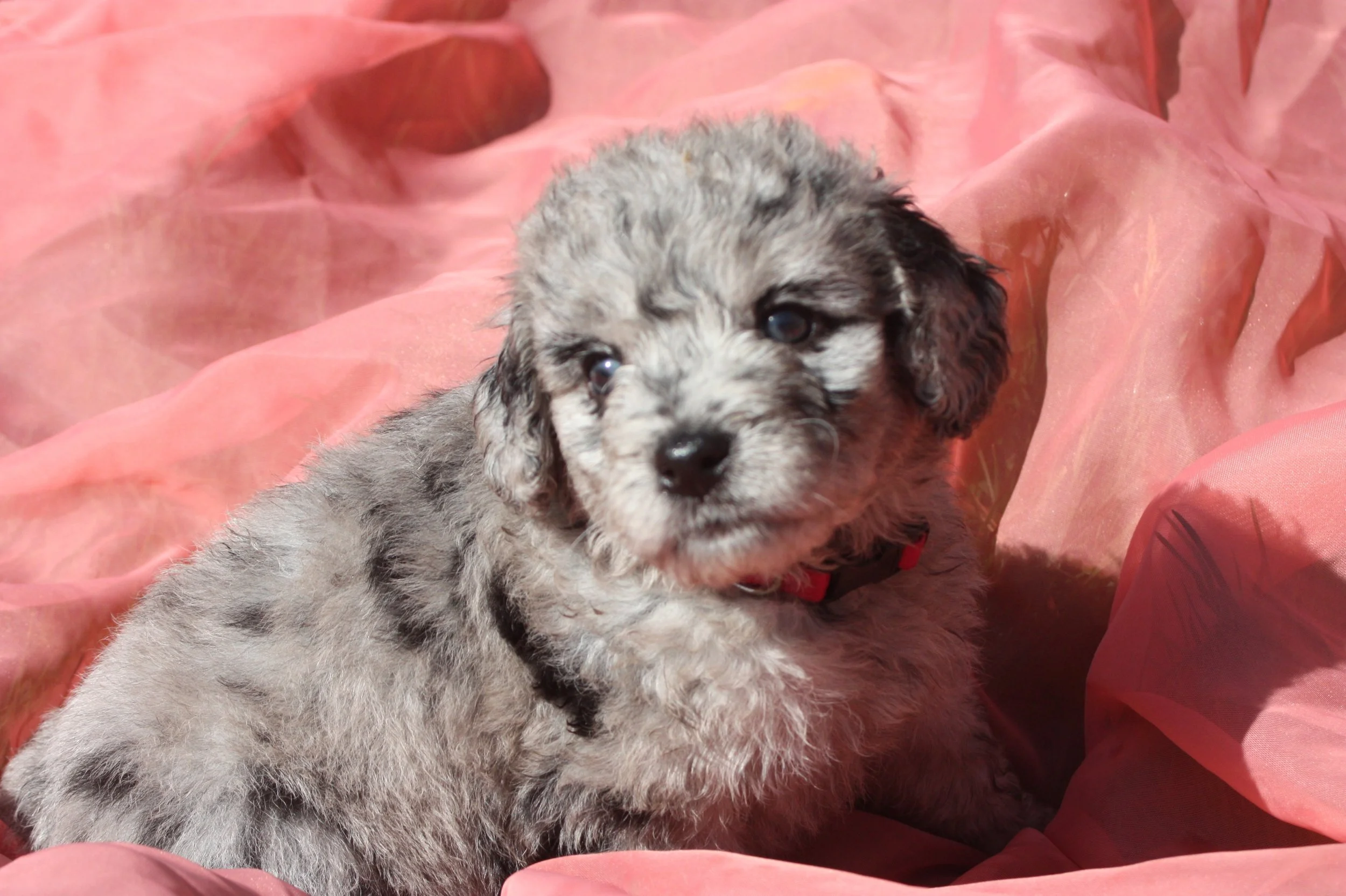 ZING/FEMALE/$2,400/Available