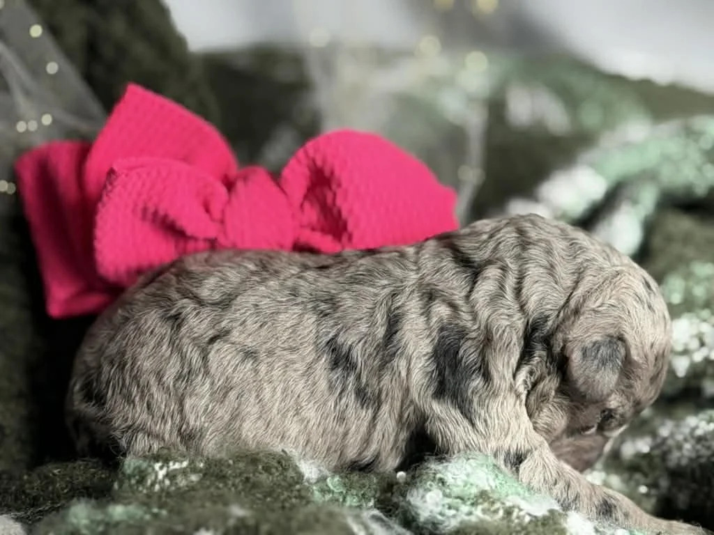 ZING/FEMALE/$2,400/Available