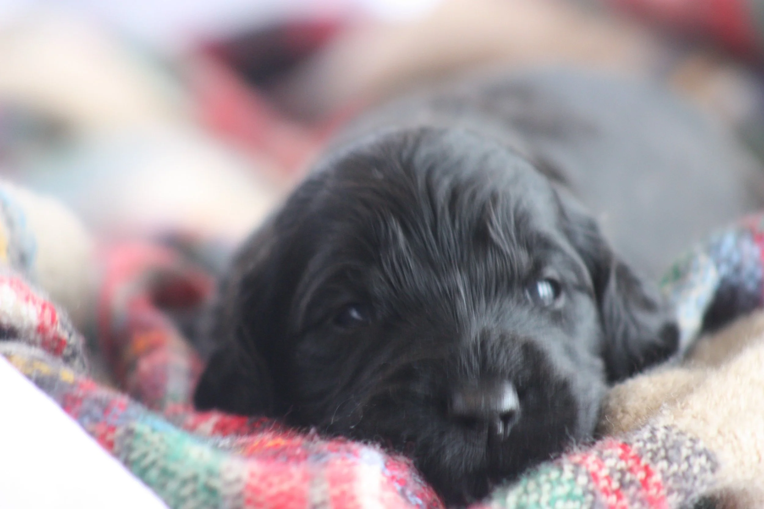 Humble~Male~Reserved~$1,800