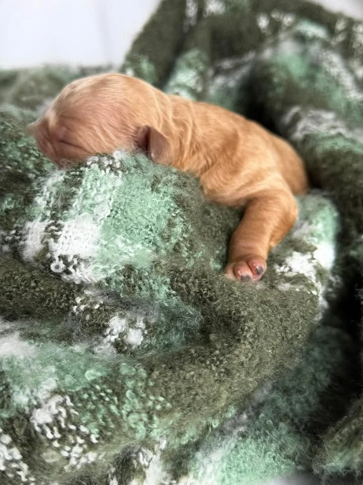 SALSA/MALE/$2,200/Available