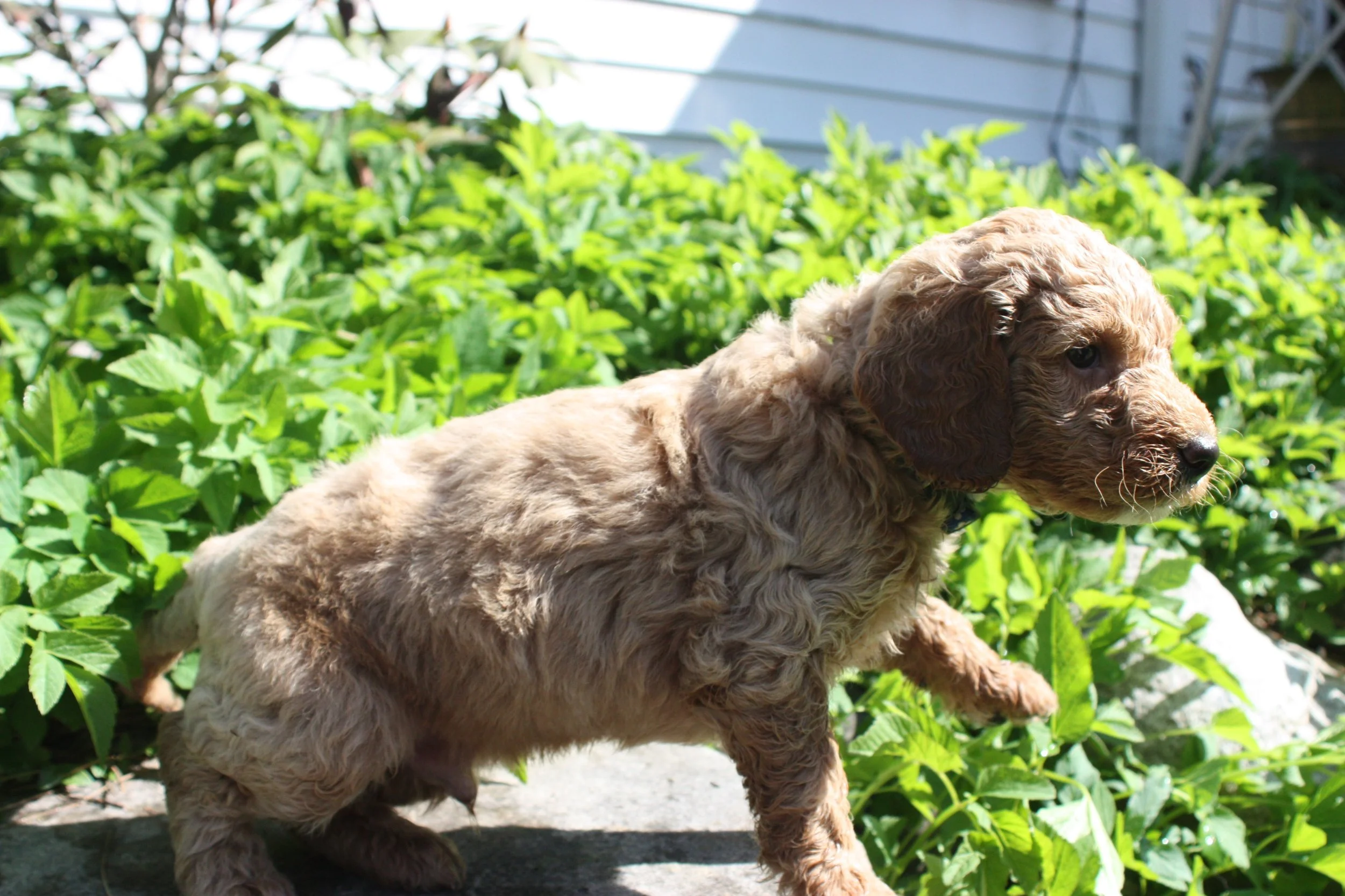 WALTZ/MALE/$2,200/RESERVED