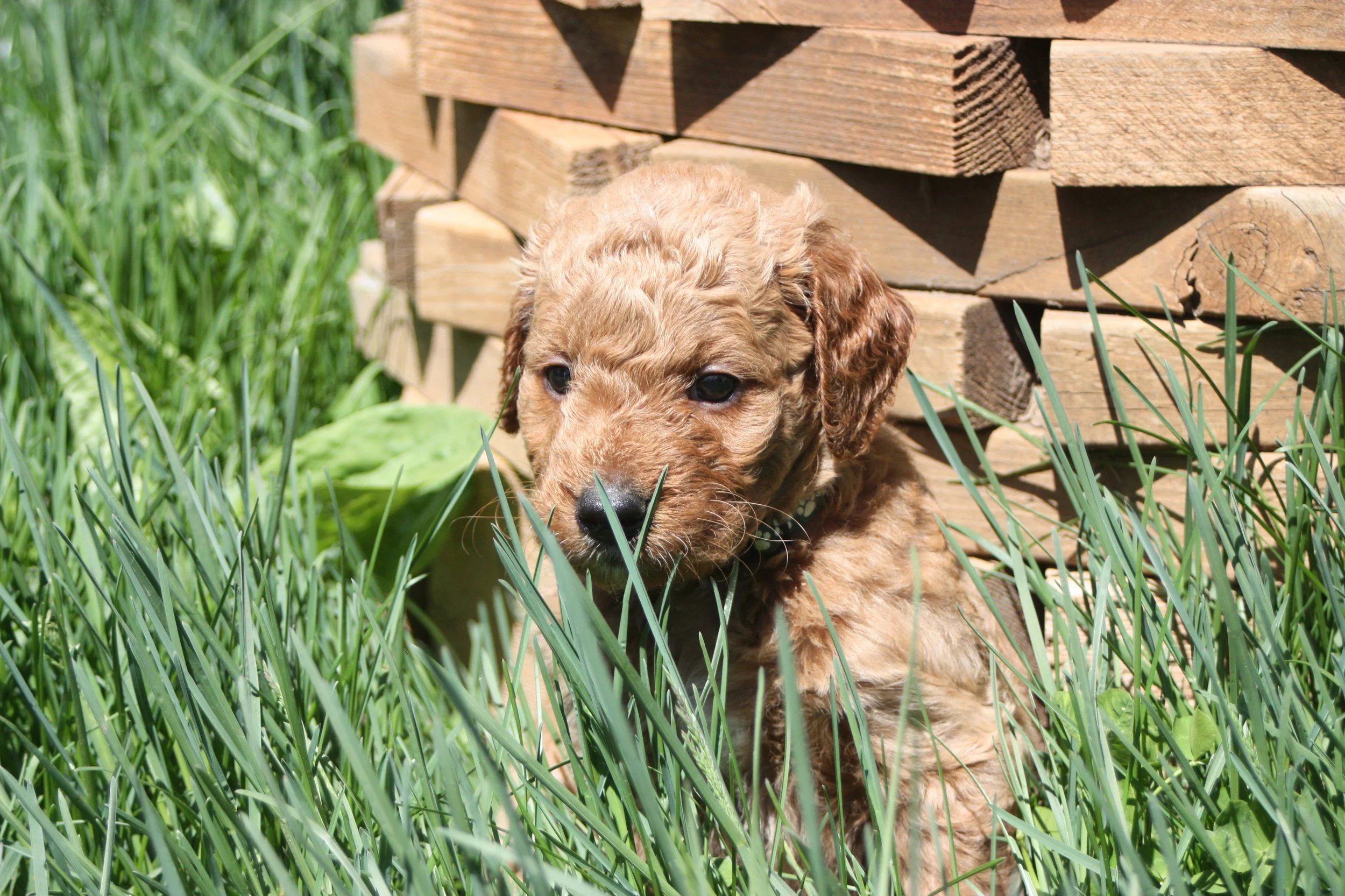 SALSA/MALE/$2,200/Available