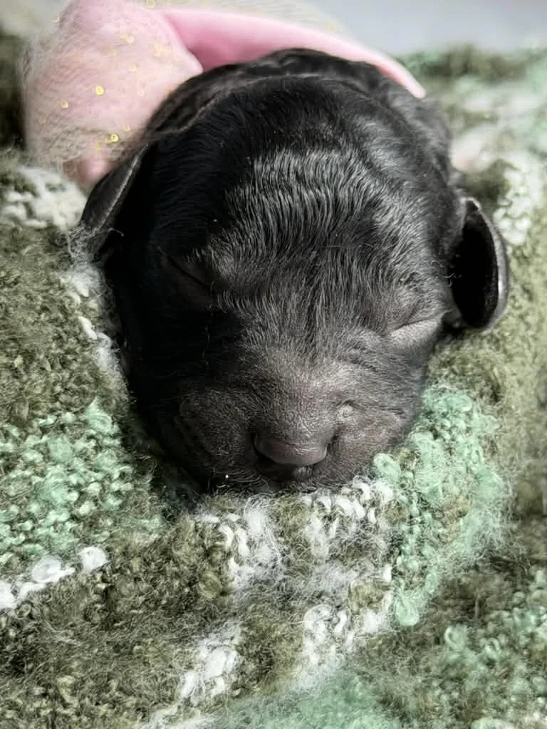 JAZZ/FEMALE/$1,800/Available