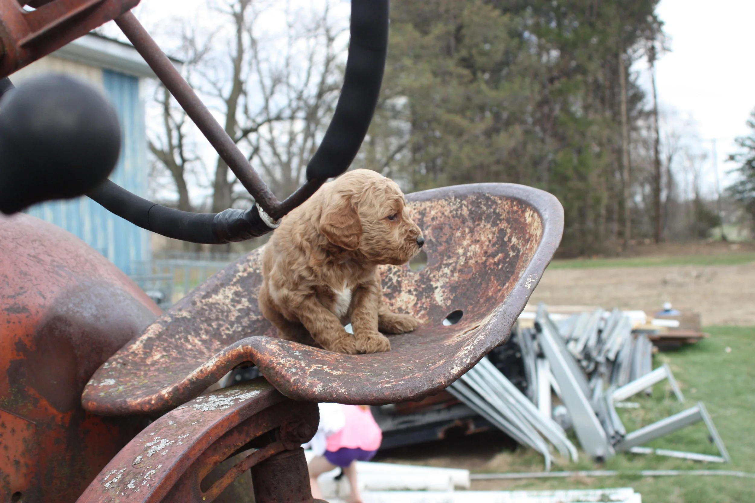 SALSA/MALE/$2,200/Available