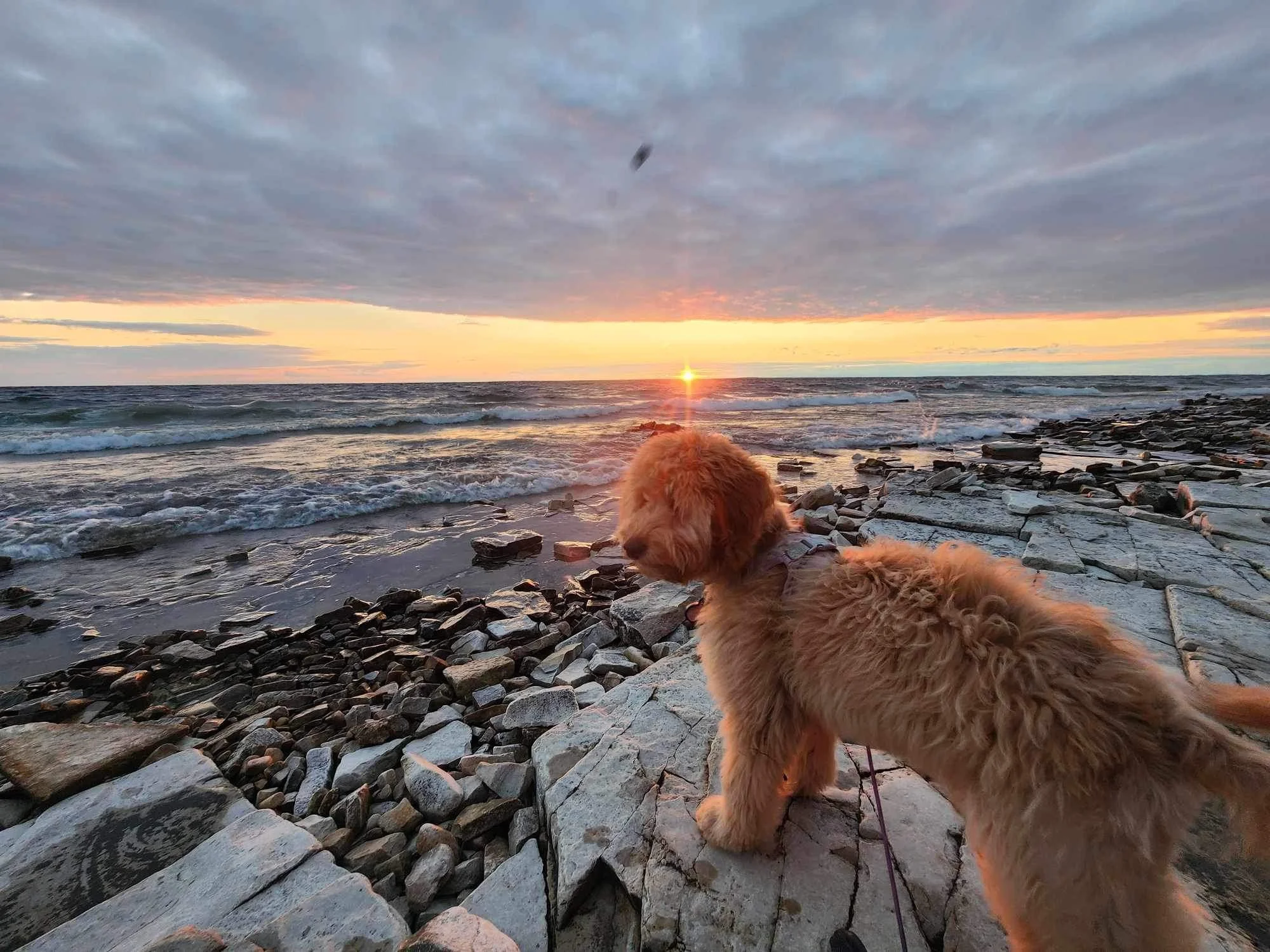 A fluffy golden retriever puppy standing on rocks by the ocean, watching the sunset with a partly cloudy sky.