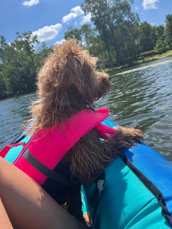 A dog wearing a pink life jacket sitting on an inflatable boat on a lake, looking at the water and trees in the background under a partly cloudy sky.