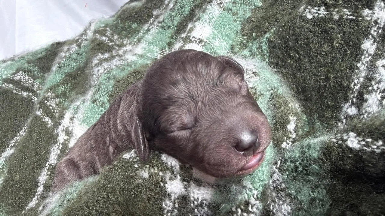 MACK/MALE/$2,400/RESERVED