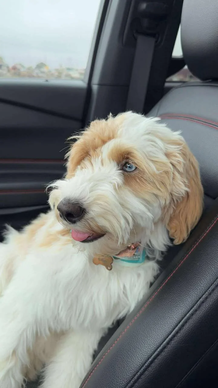 564986677_2225075398001383_4436671290746576384_n (1).jpg