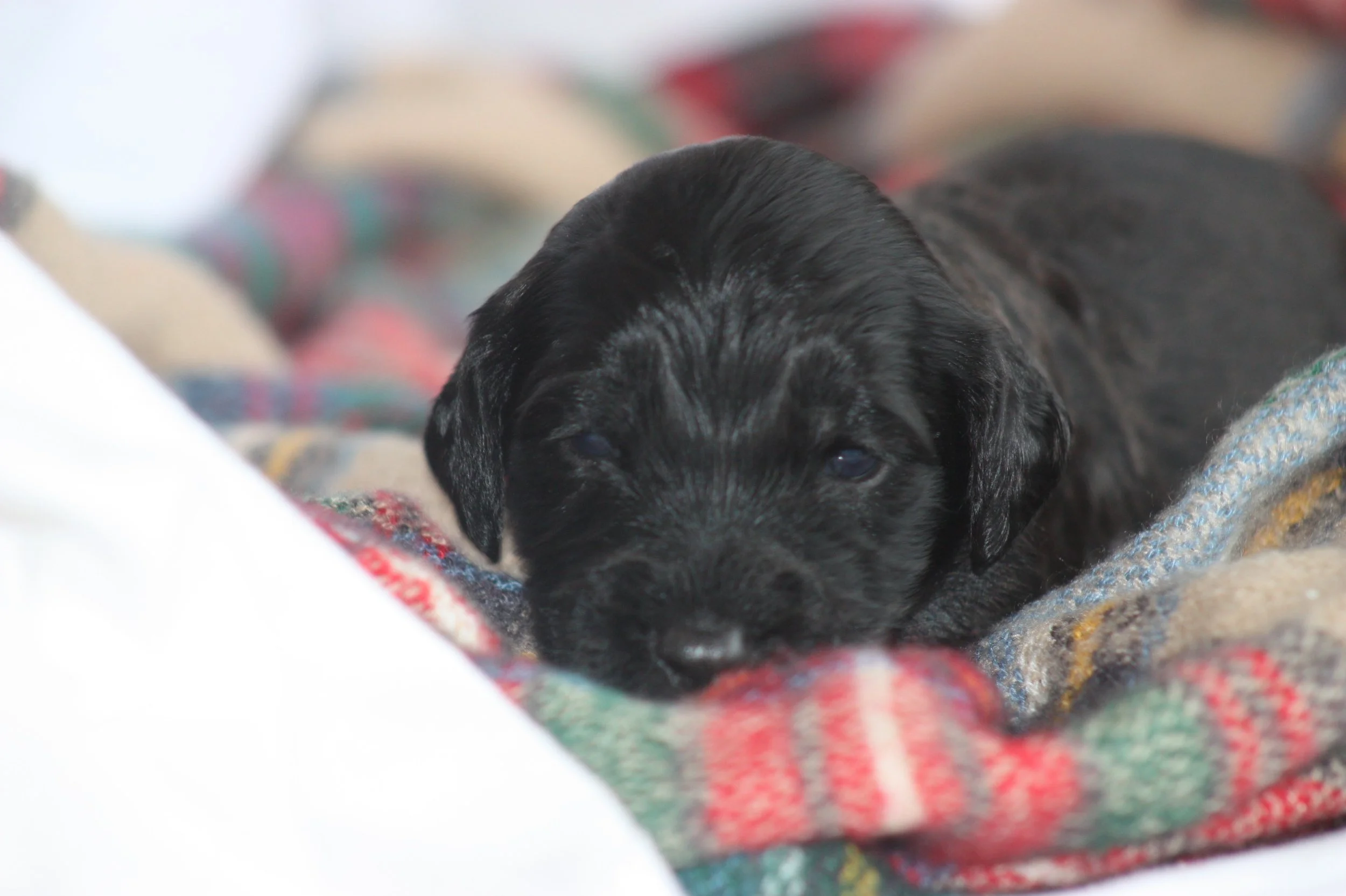 Humble~Male~Reserved~$1,800