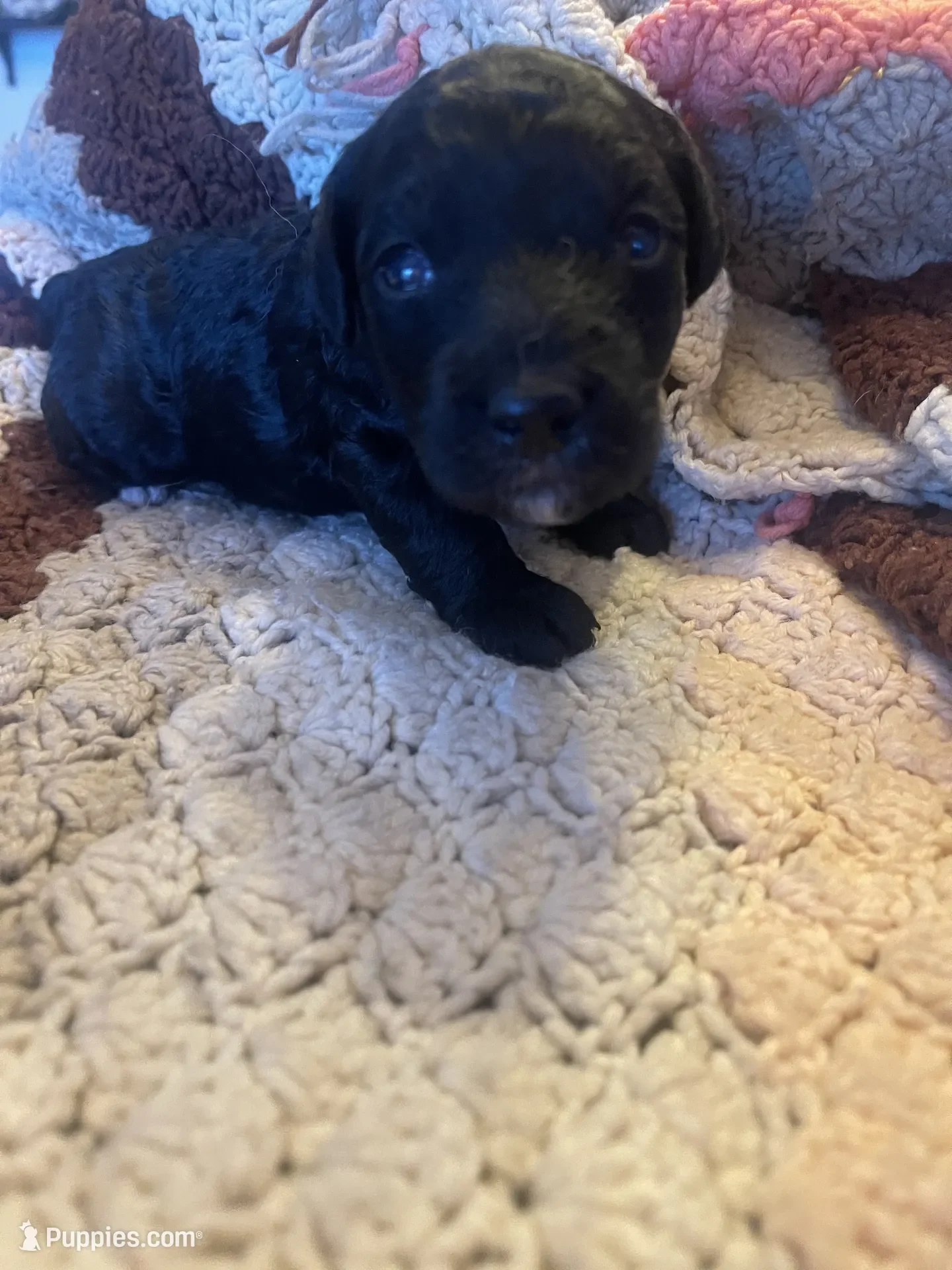 Brut~Male~Available~$1,800