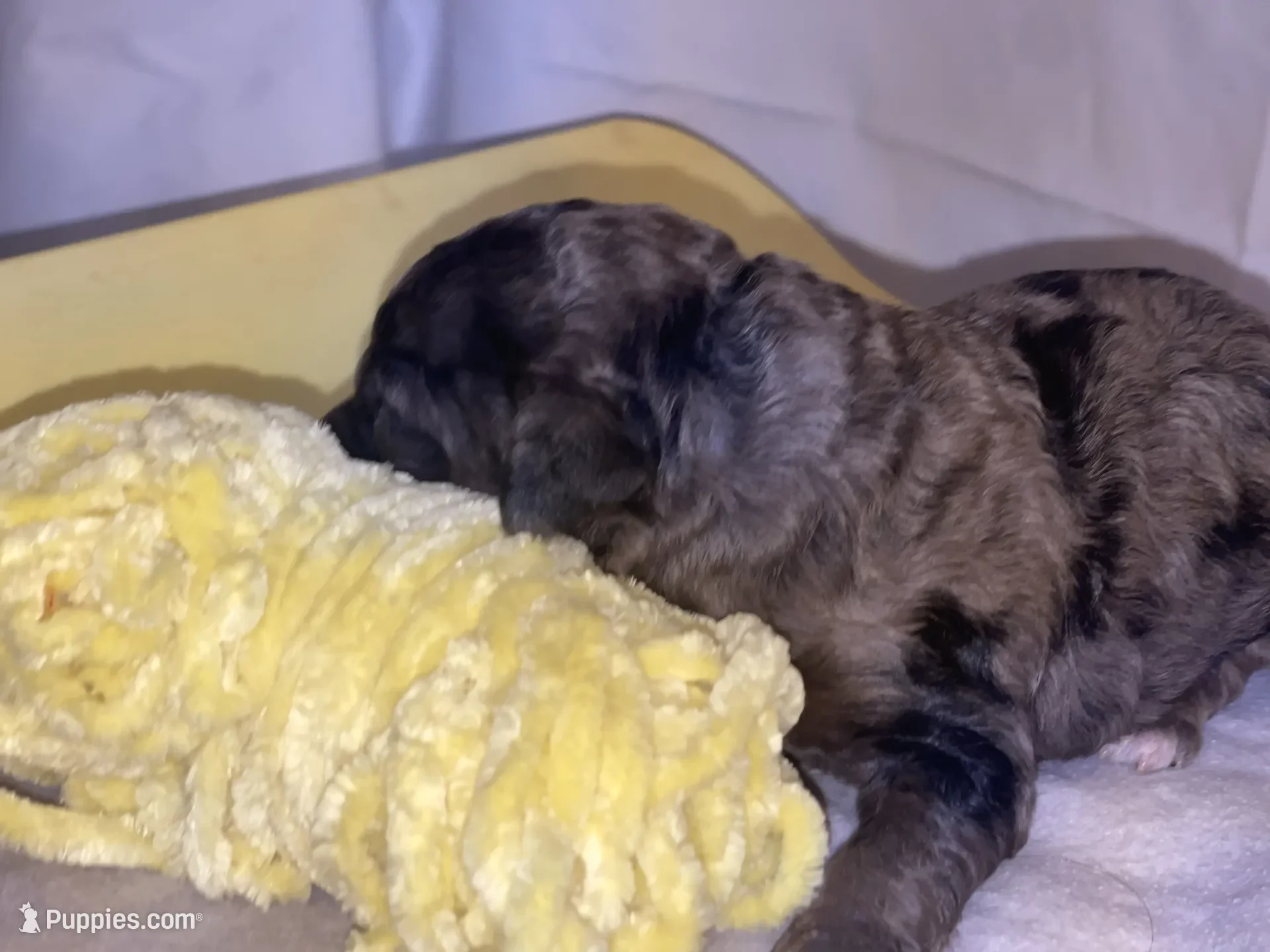 Dasher~Tri-merle~ON HOLD~$2,200