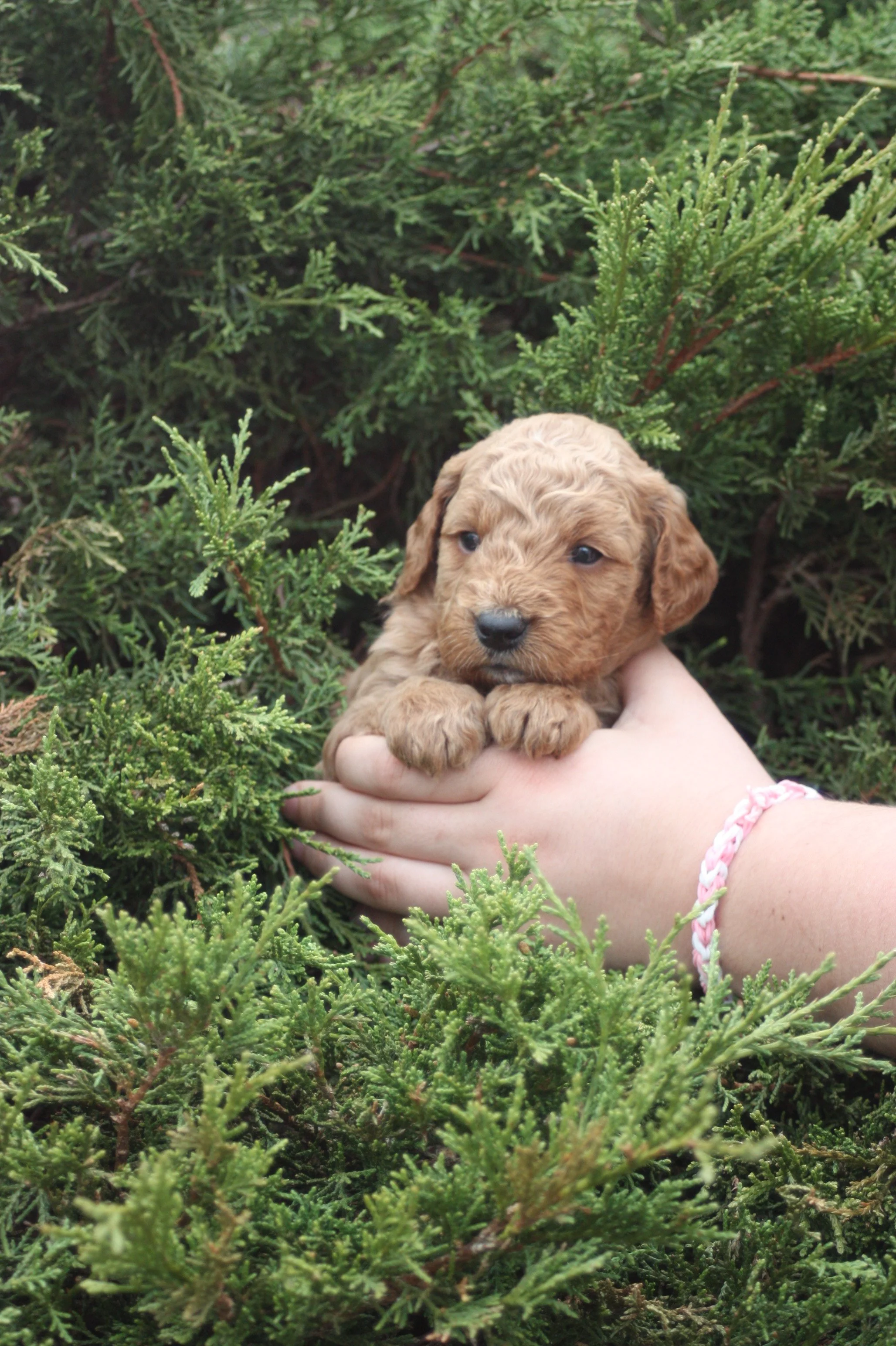 SALSA/MALE/$2,200/Available