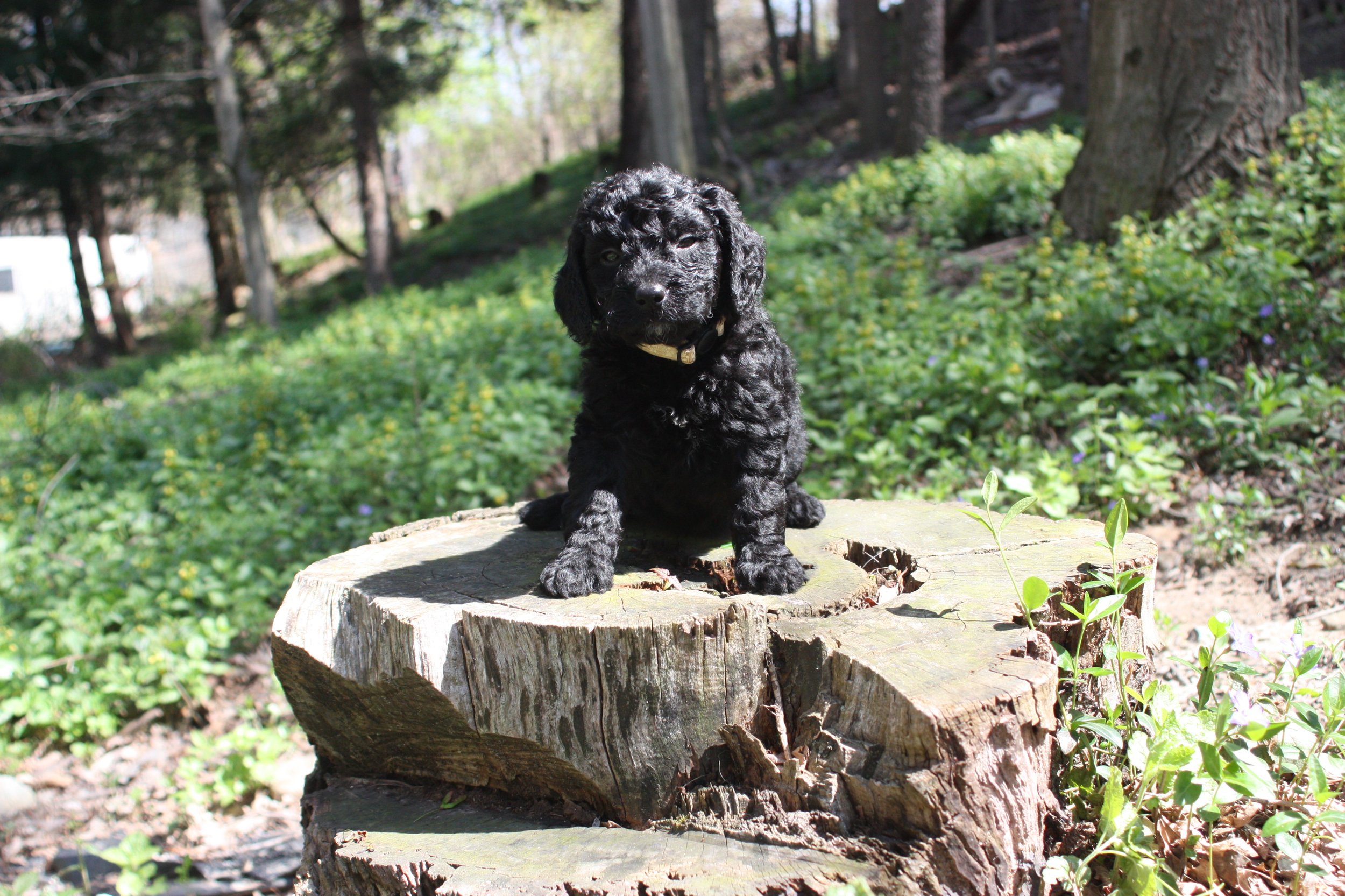 JAZZ/FEMALE/$1,800/Available