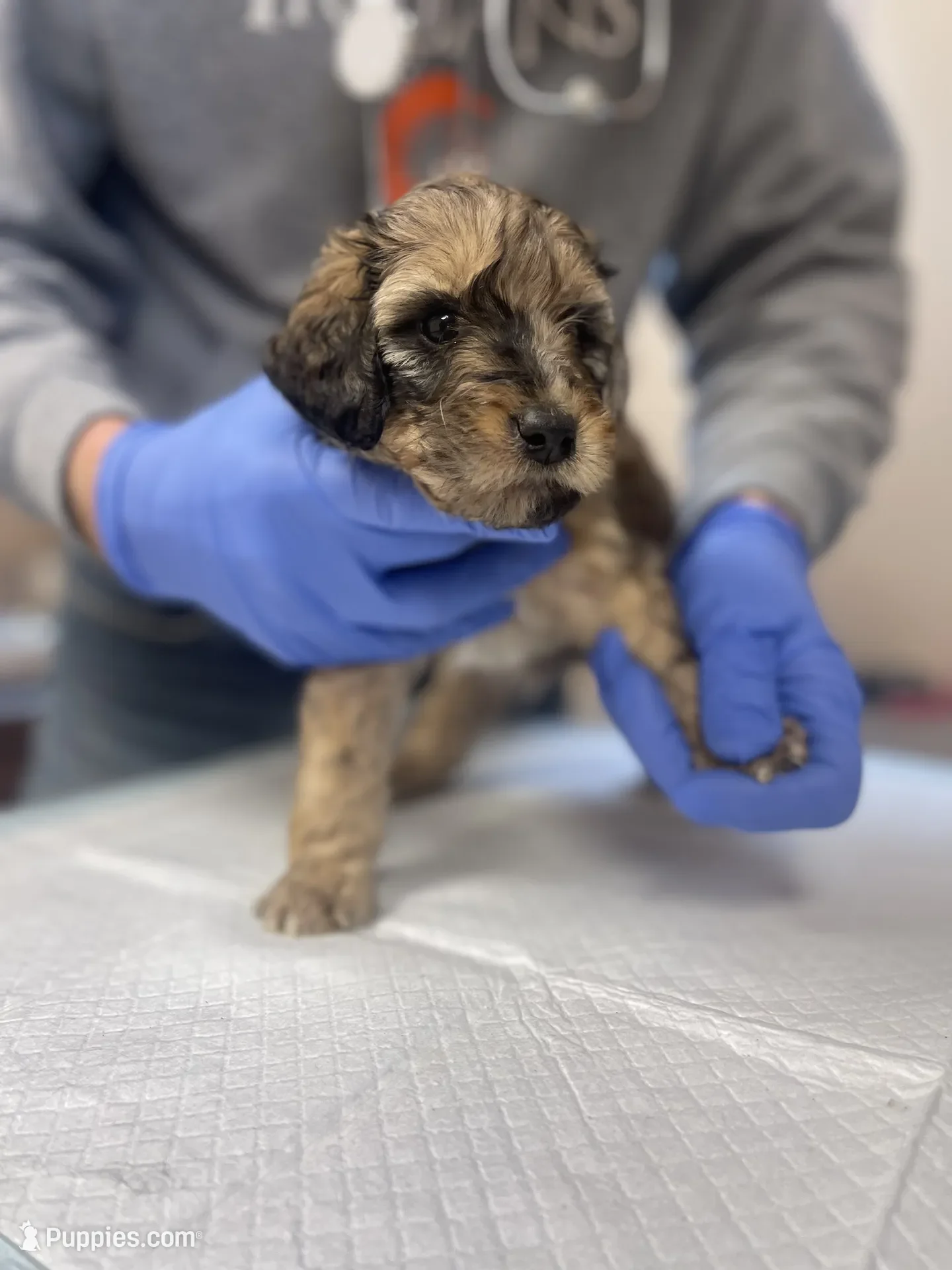 Cowboy~Sable~Sold~$1,985