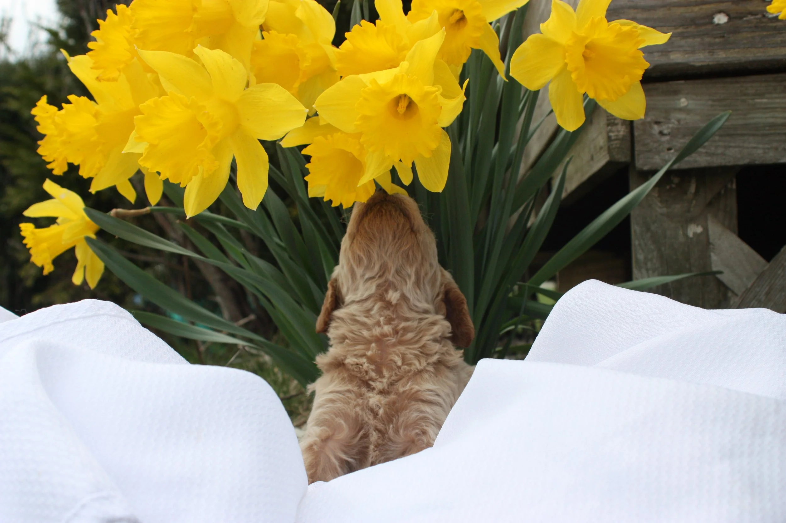 MYSTIC/FEMALE/$2,600