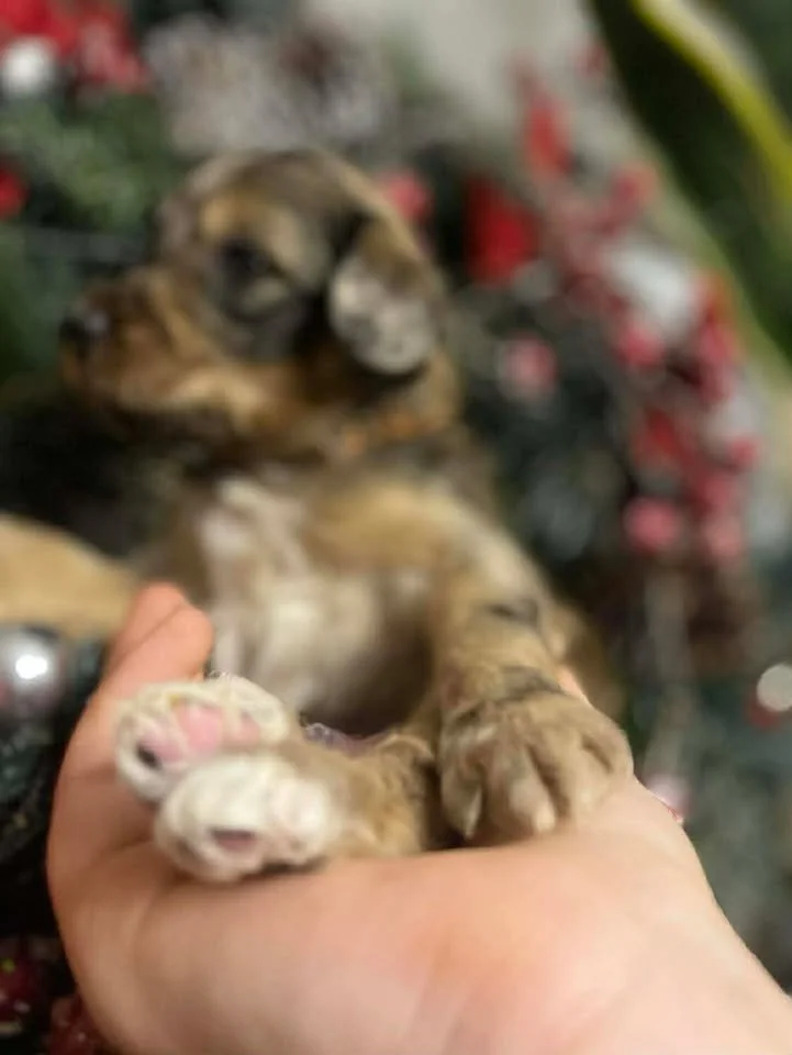 Cowboy~Sable~Sold~$1,985