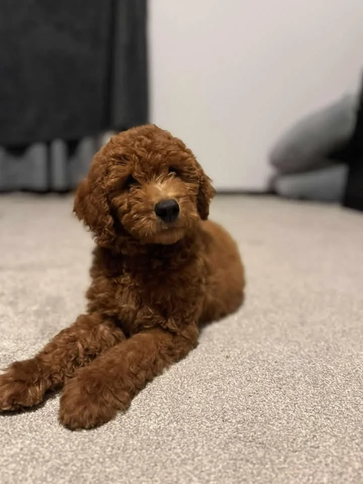 I brush him everyday since day 1. He’s still not a super fan but doing much better the last couple days!