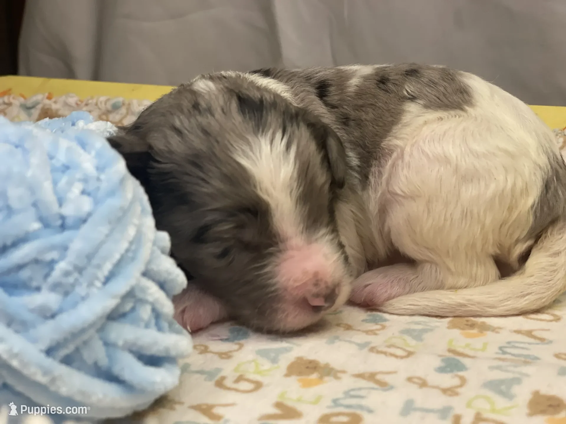 Hermey~Male~Reserved~$1,600