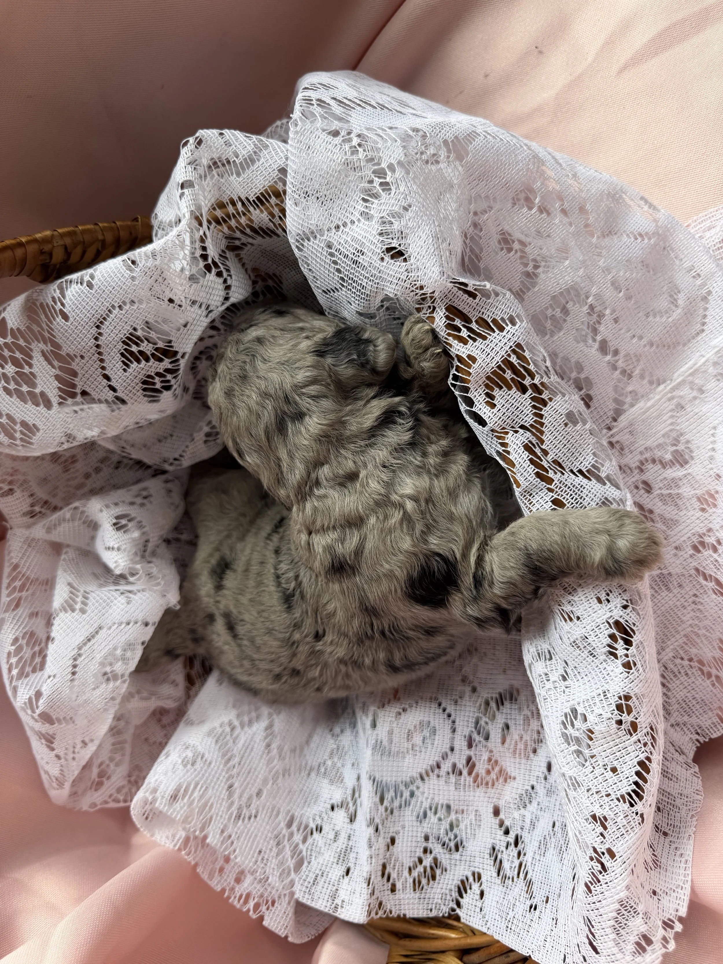 ZING/FEMALE/$2,400/Available