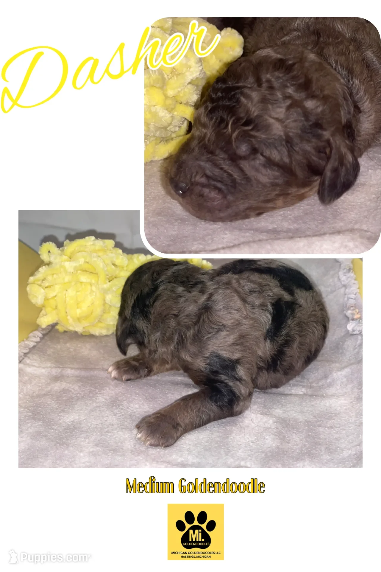 Dasher~Tri-merle~ON HOLD~$2,200