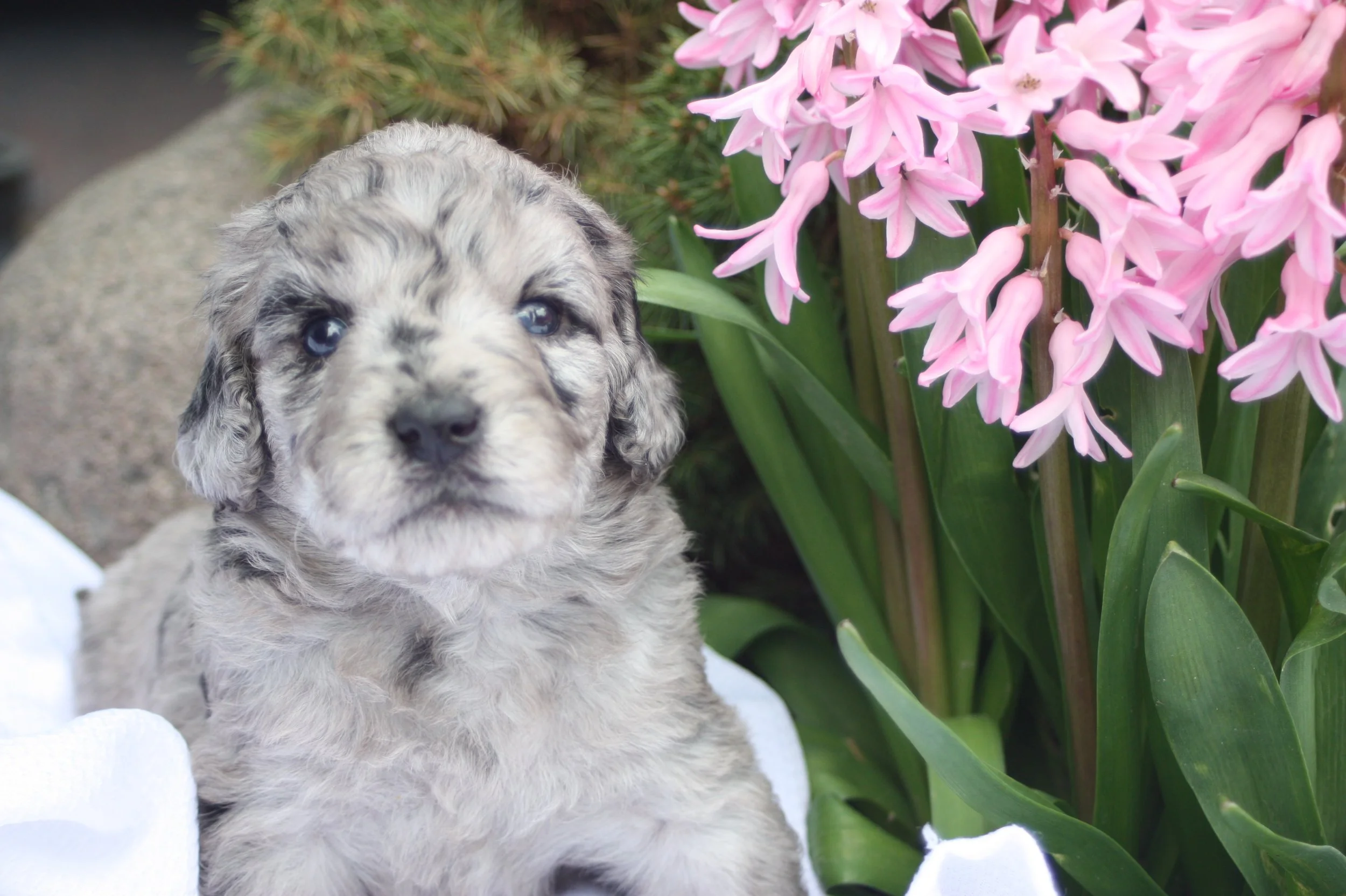 ZING/FEMALE/$2,400/Available