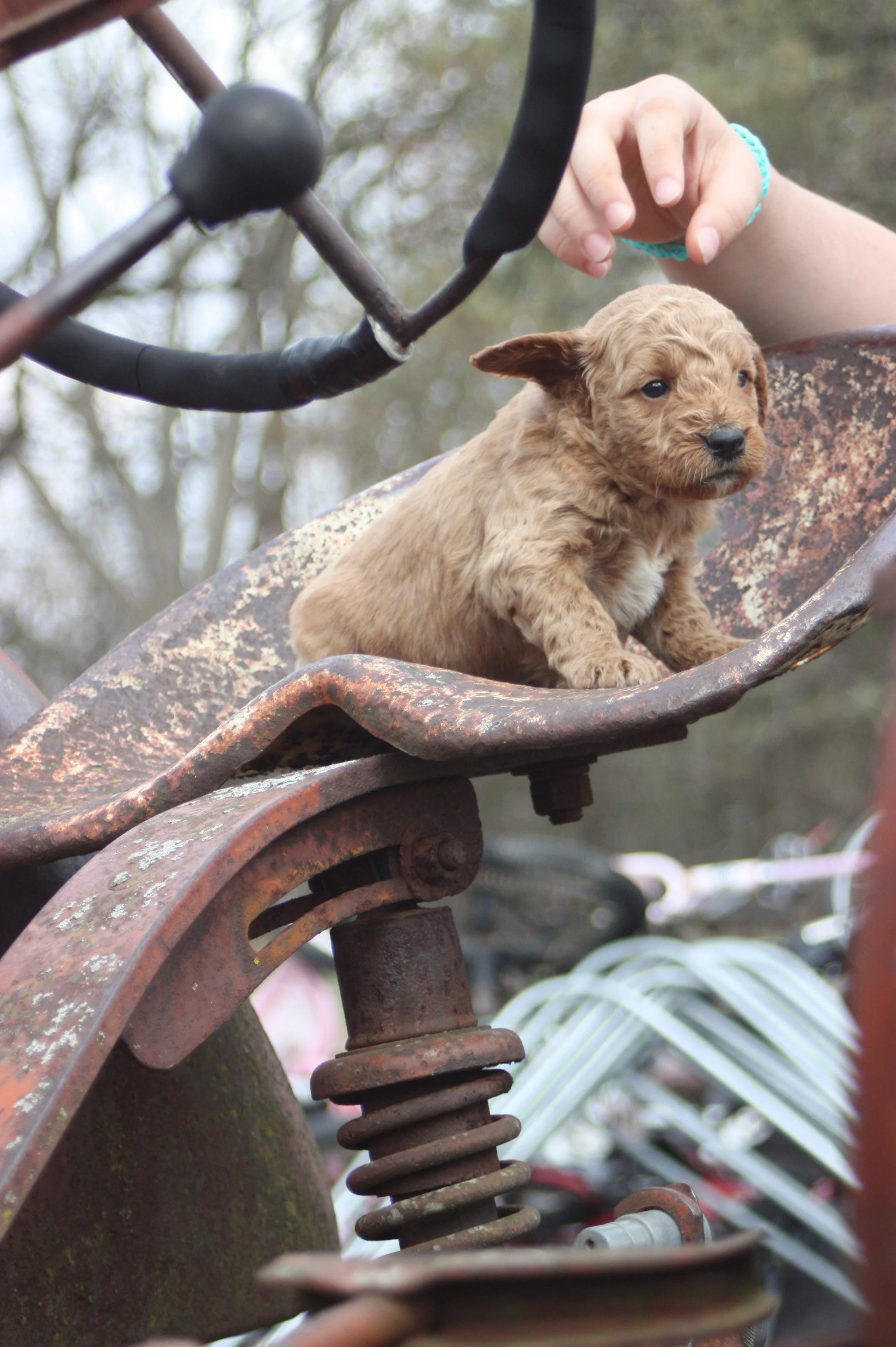 SALSA/MALE/$2,200/Available