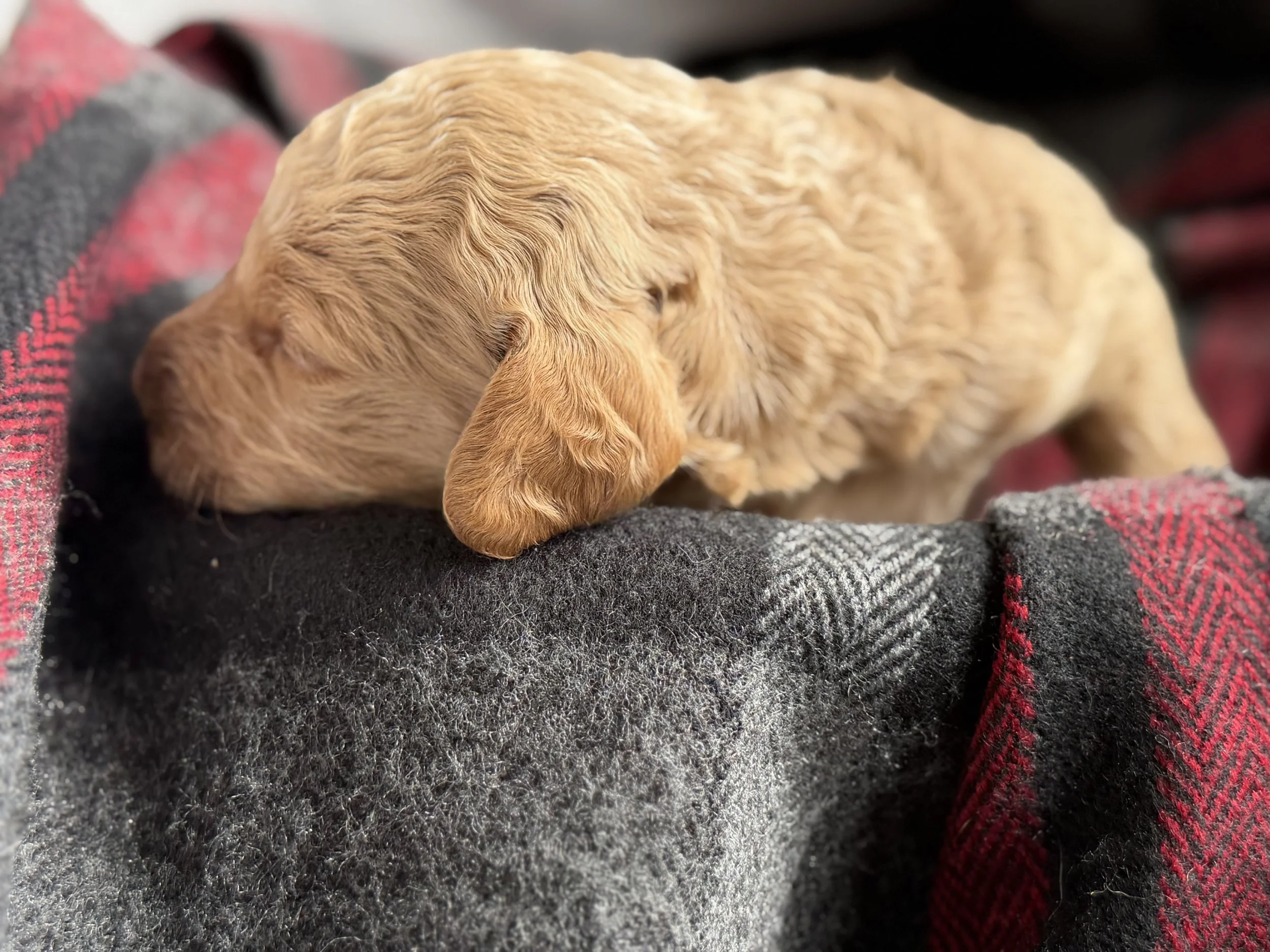 WALTZ/MALE/$2,200/RESERVED