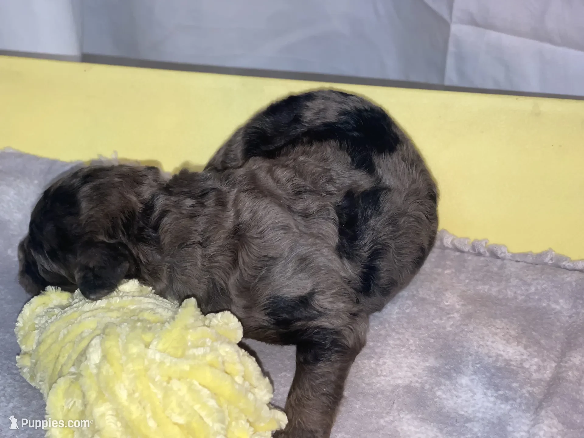 Dasher~Tri-merle~ON HOLD~$2,200