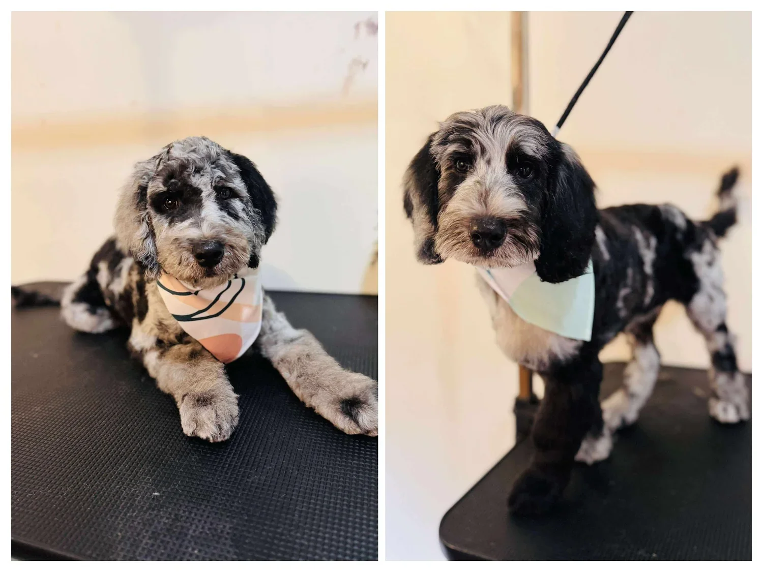 They got their first cuts. Groomer said they were the best puppies she’s ever cut. The only time they were upset was because they were separated.
