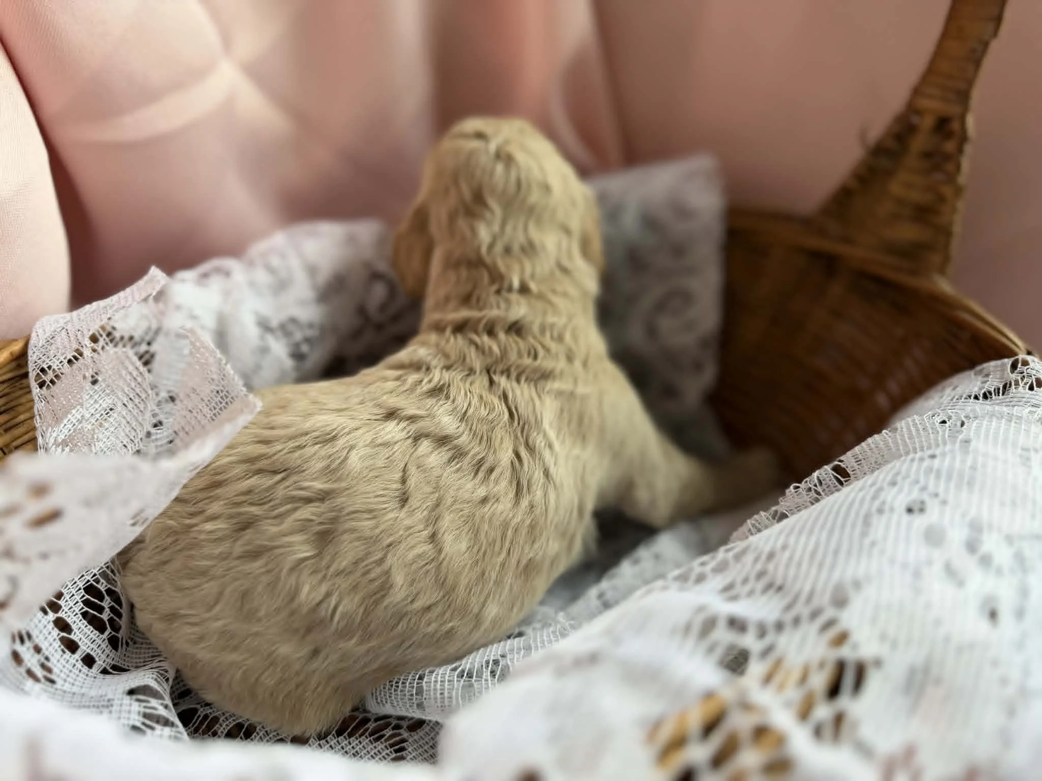 MYSTIC/FEMALE/$2,600