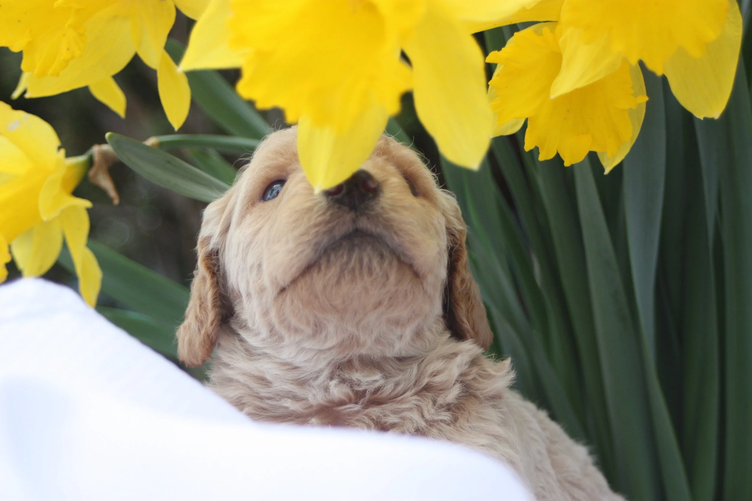 MYSTIC/FEMALE/$2,600