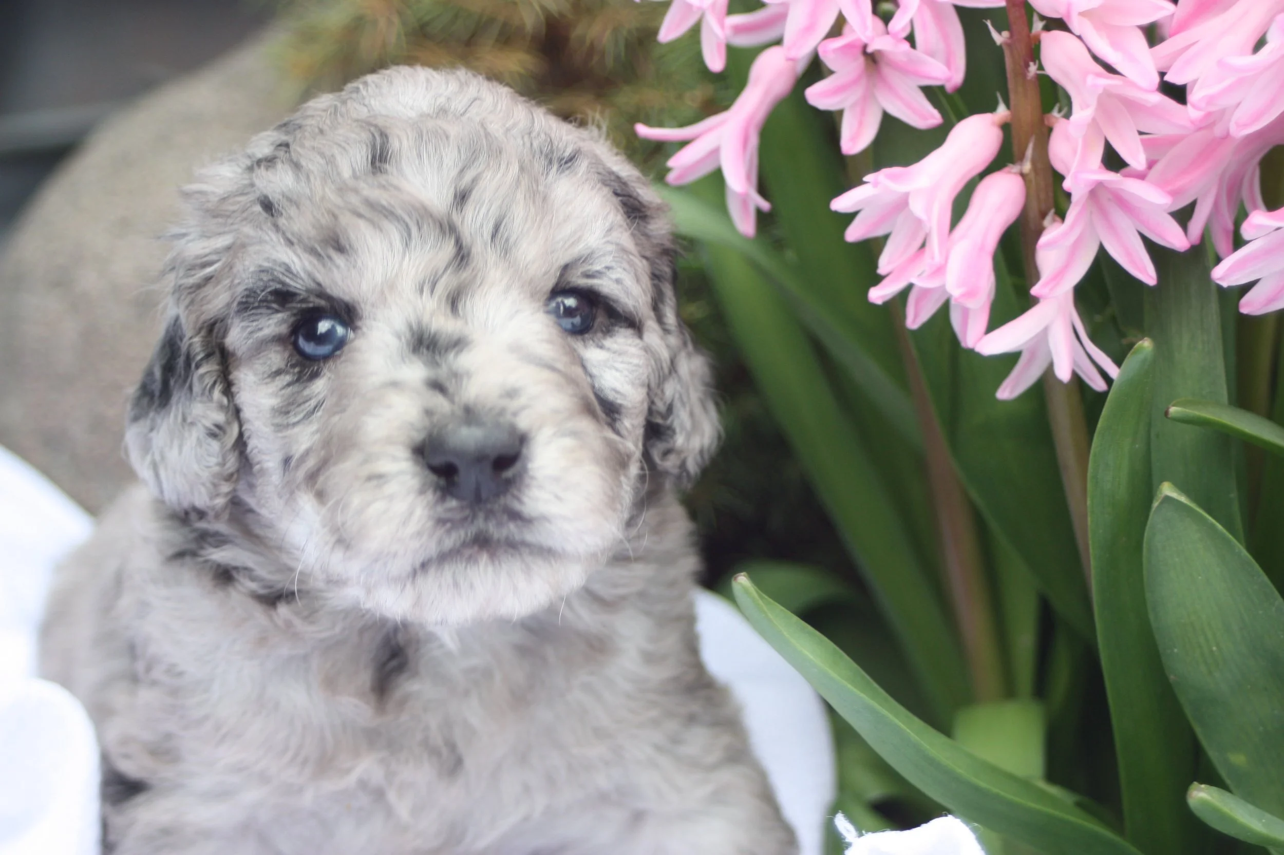 ZING/FEMALE/$2,400/Available