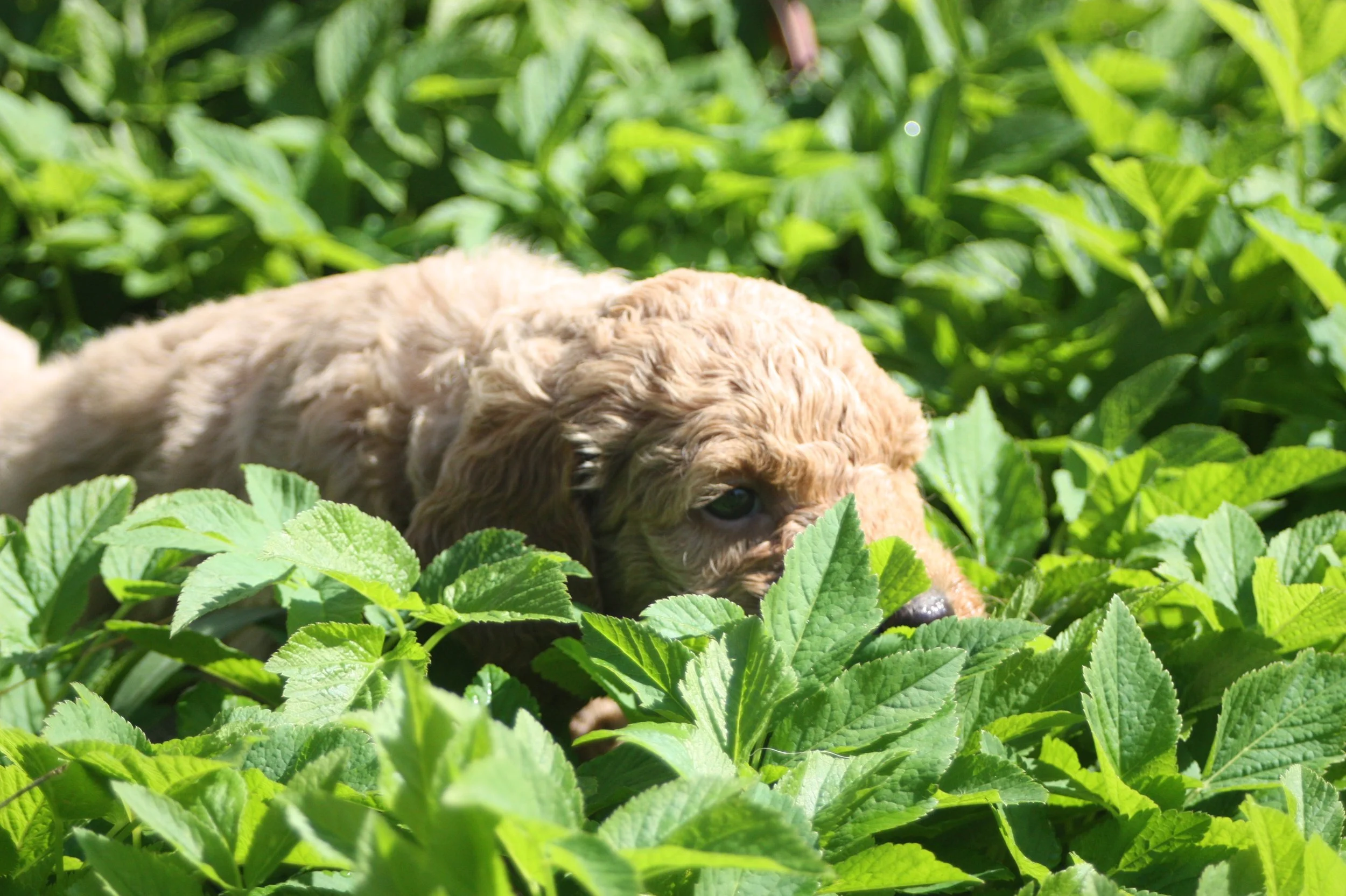 WALTZ/MALE/$2,200/RESERVED