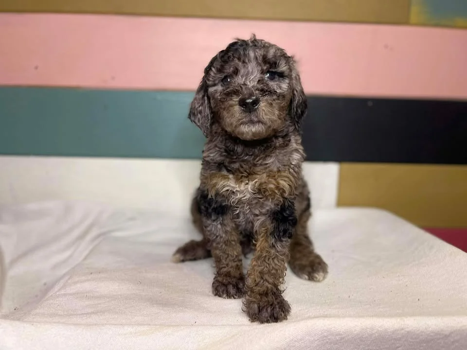 Dasher~Tri-merle~ON HOLD~$2,200