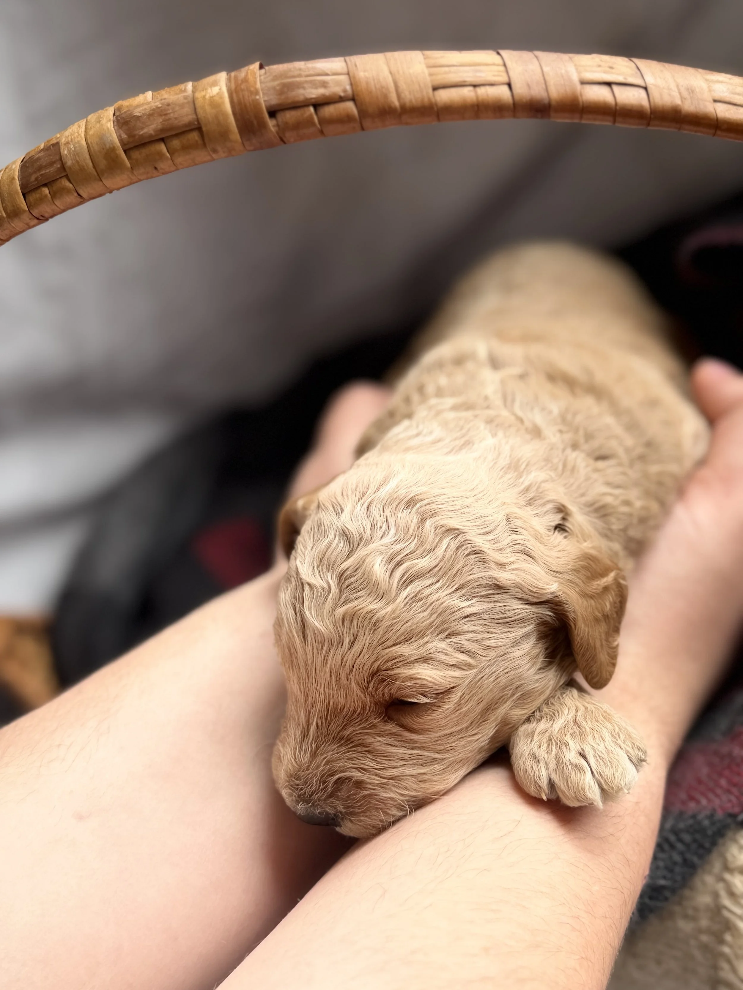 WALTZ/MALE/$2,200/RESERVED