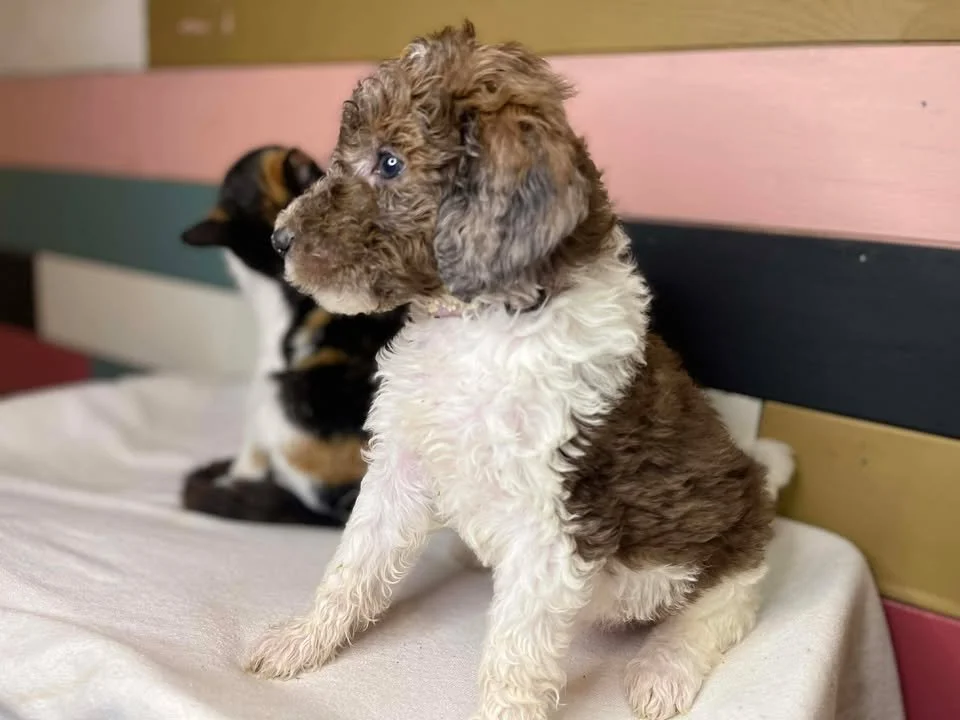 Clarice~Female~SOLD~$1,800